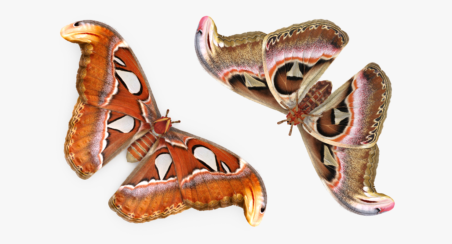 3D Attacus Atlas Large Saturniid Moth with Fur model
