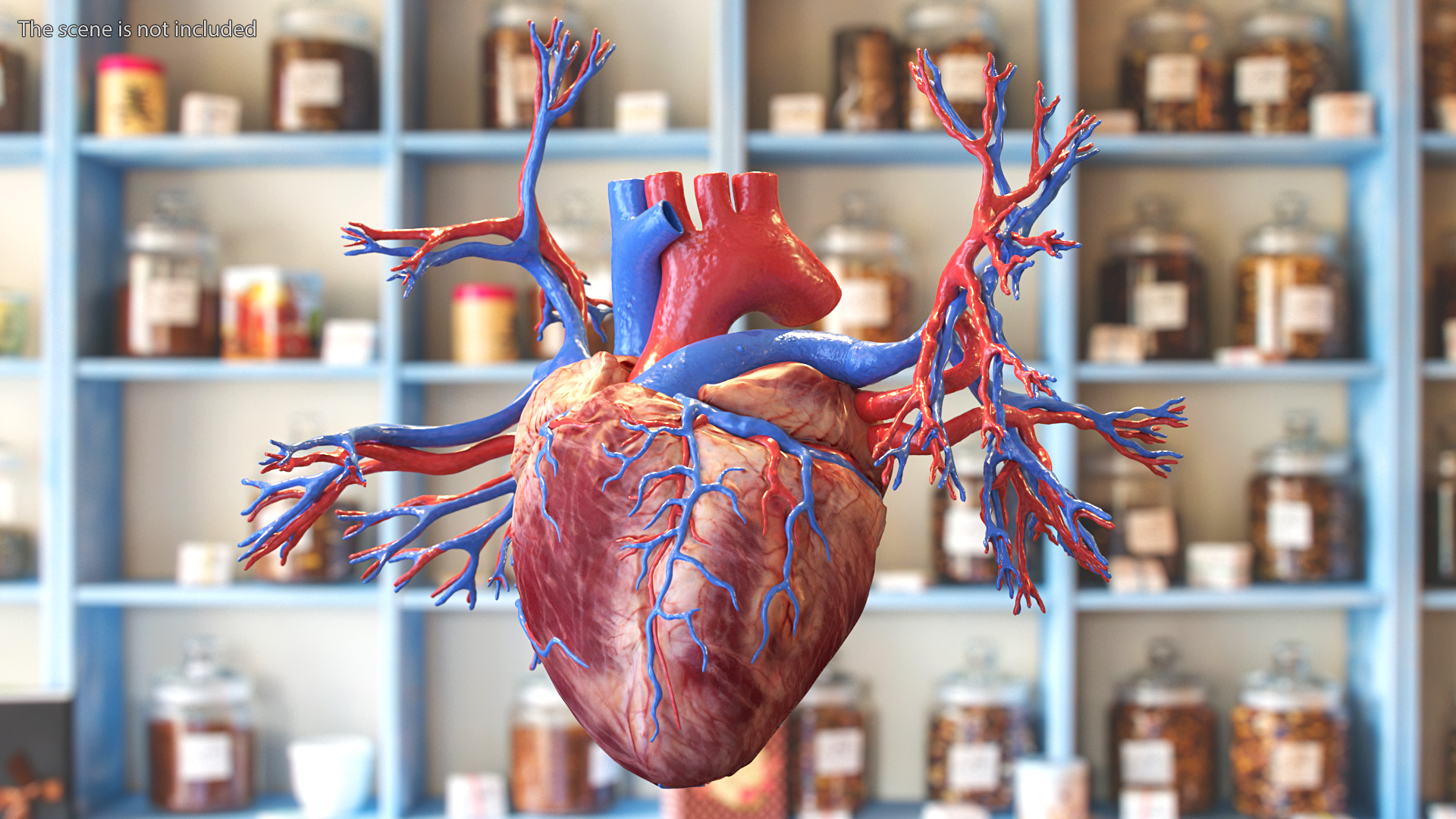 Female Heart 3D