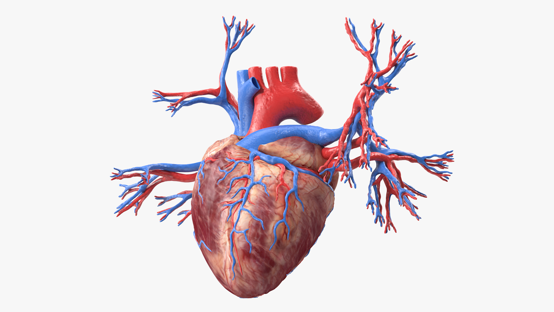 Female Heart 3D