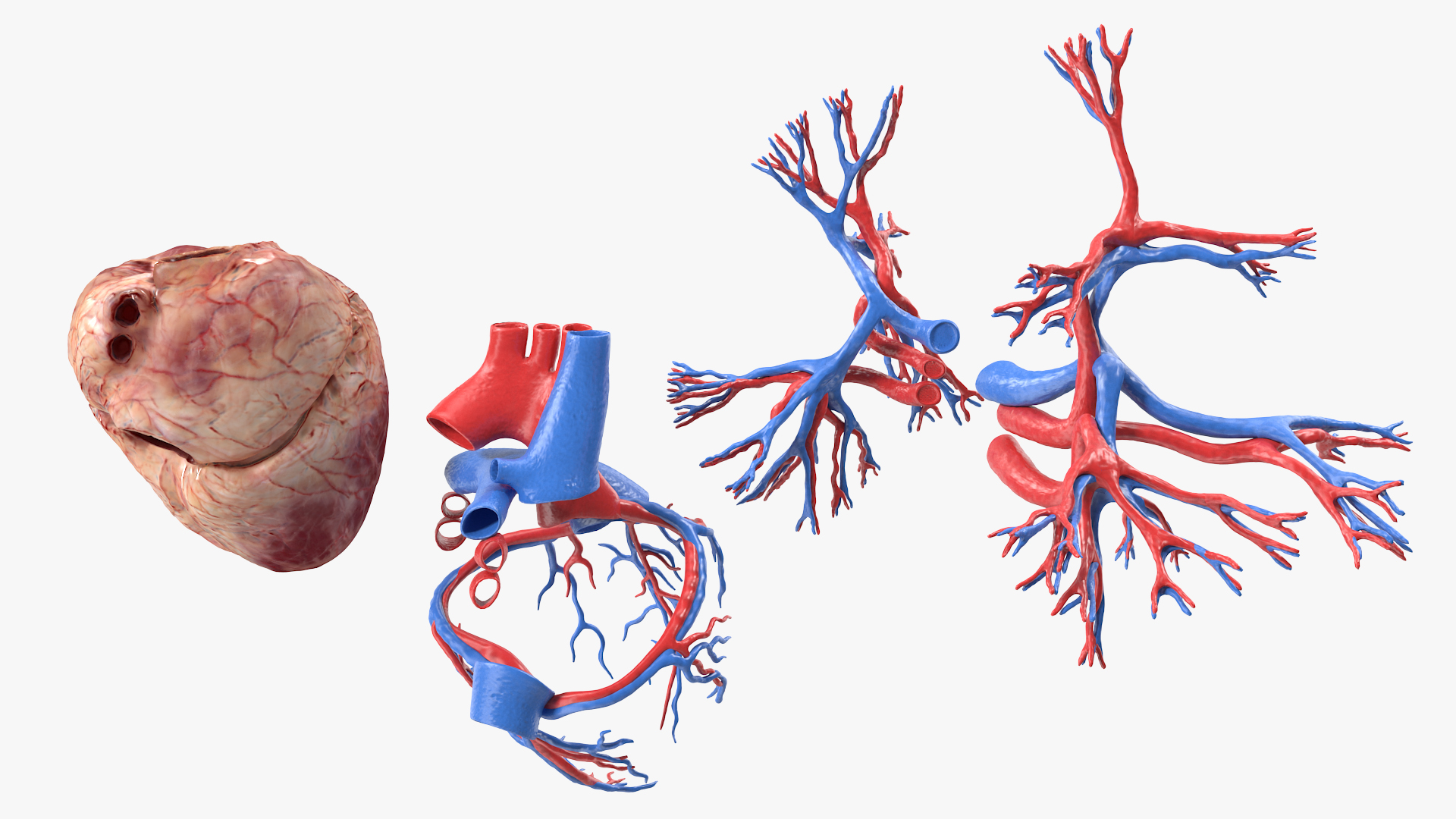 Female Heart 3D