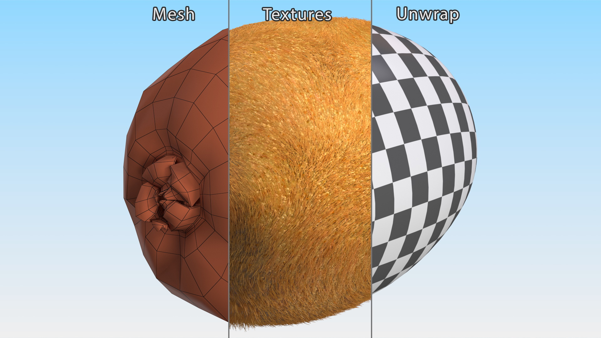 3D Kiwi with Fur model