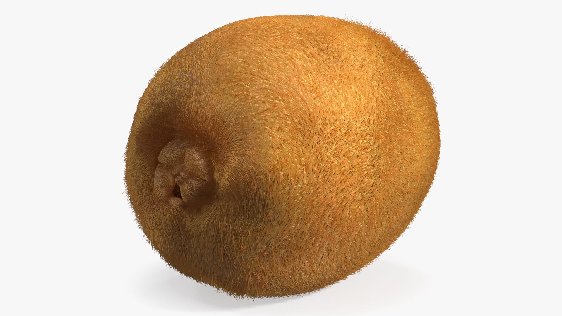 3D Kiwi with Fur model