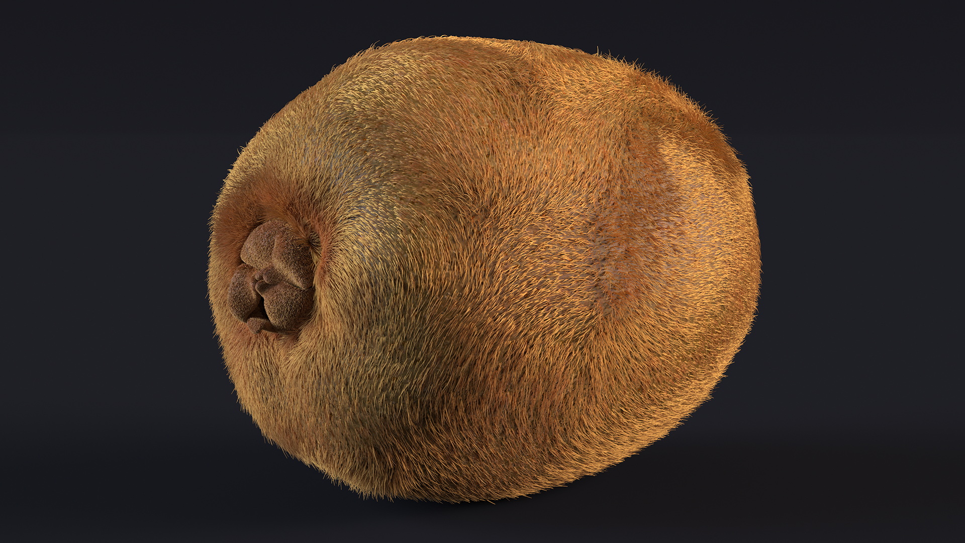 3D Kiwi with Fur model