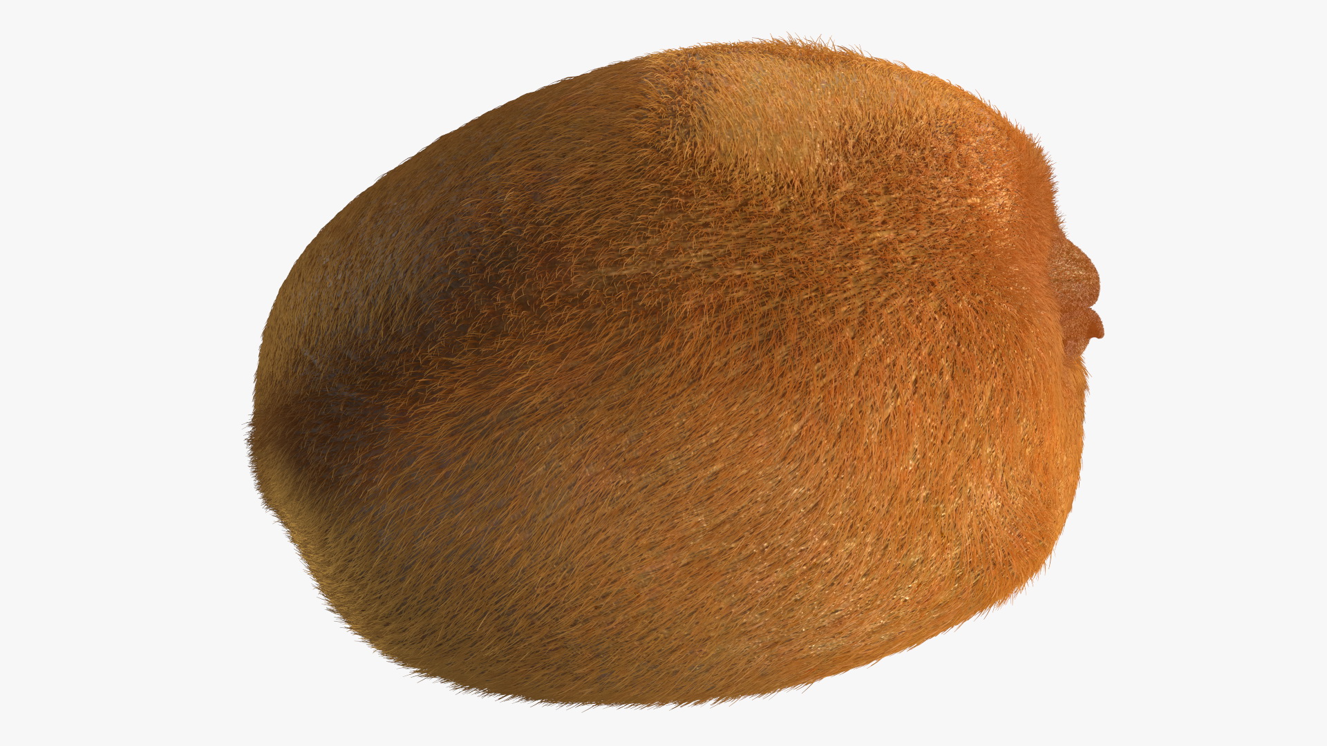 3D Kiwi with Fur model
