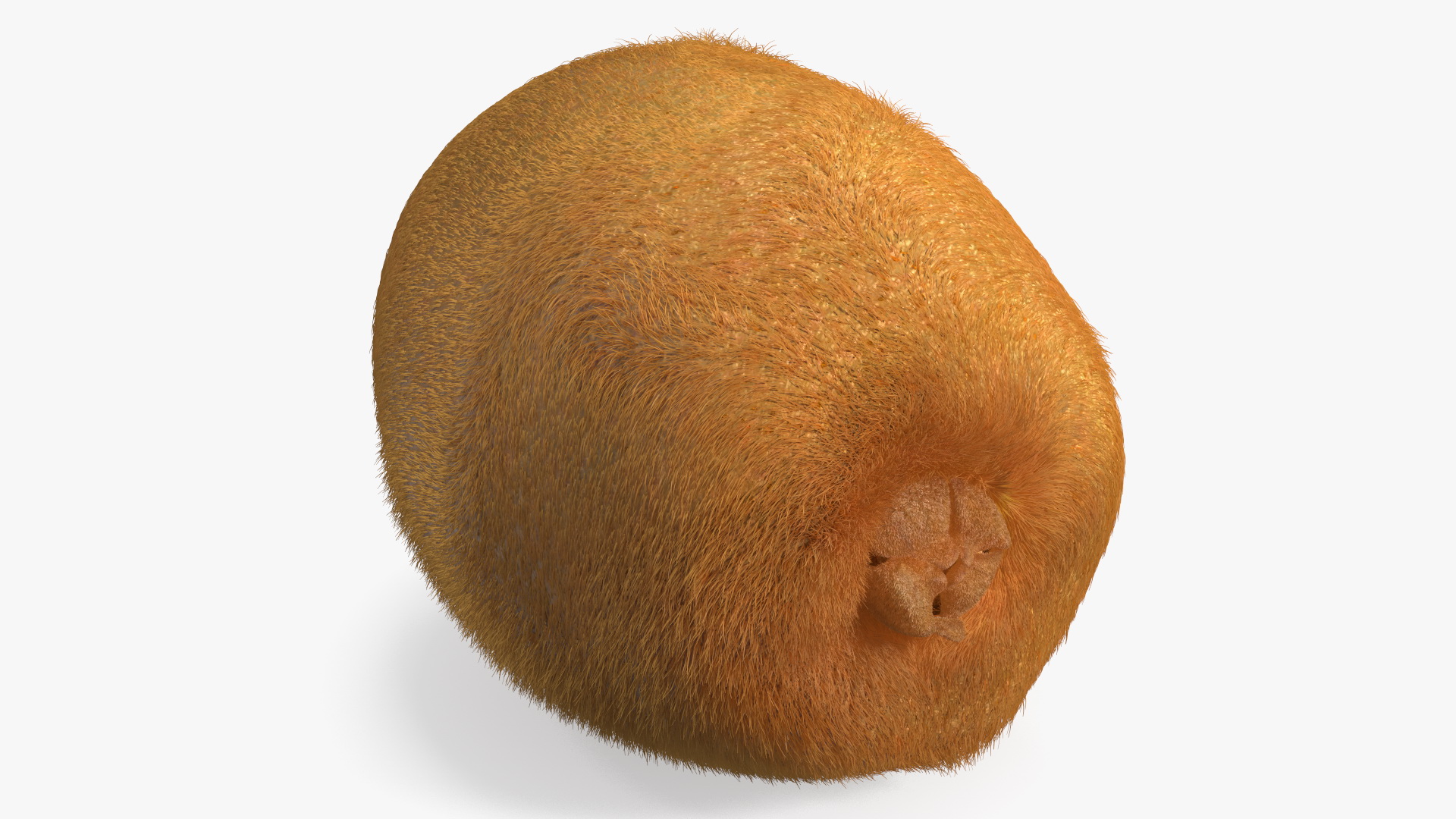 3D Kiwi with Fur model
