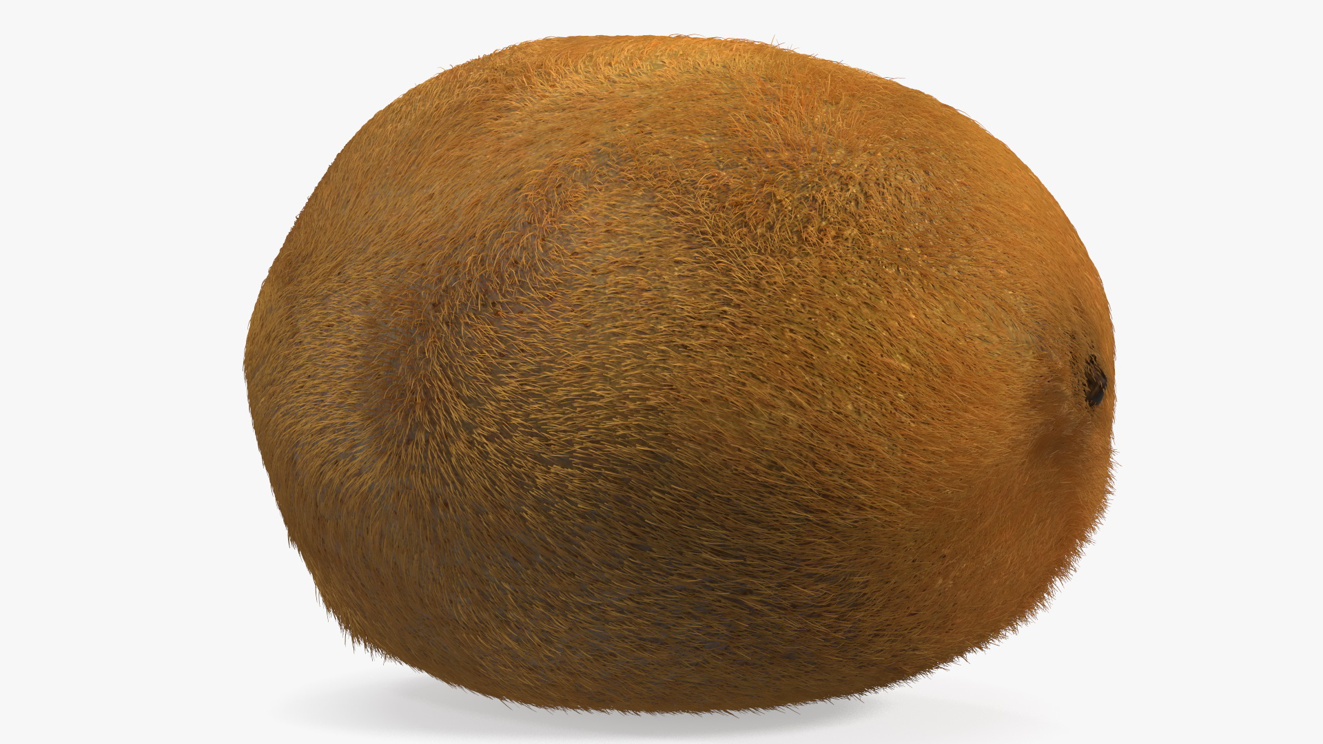 3D Kiwi with Fur model