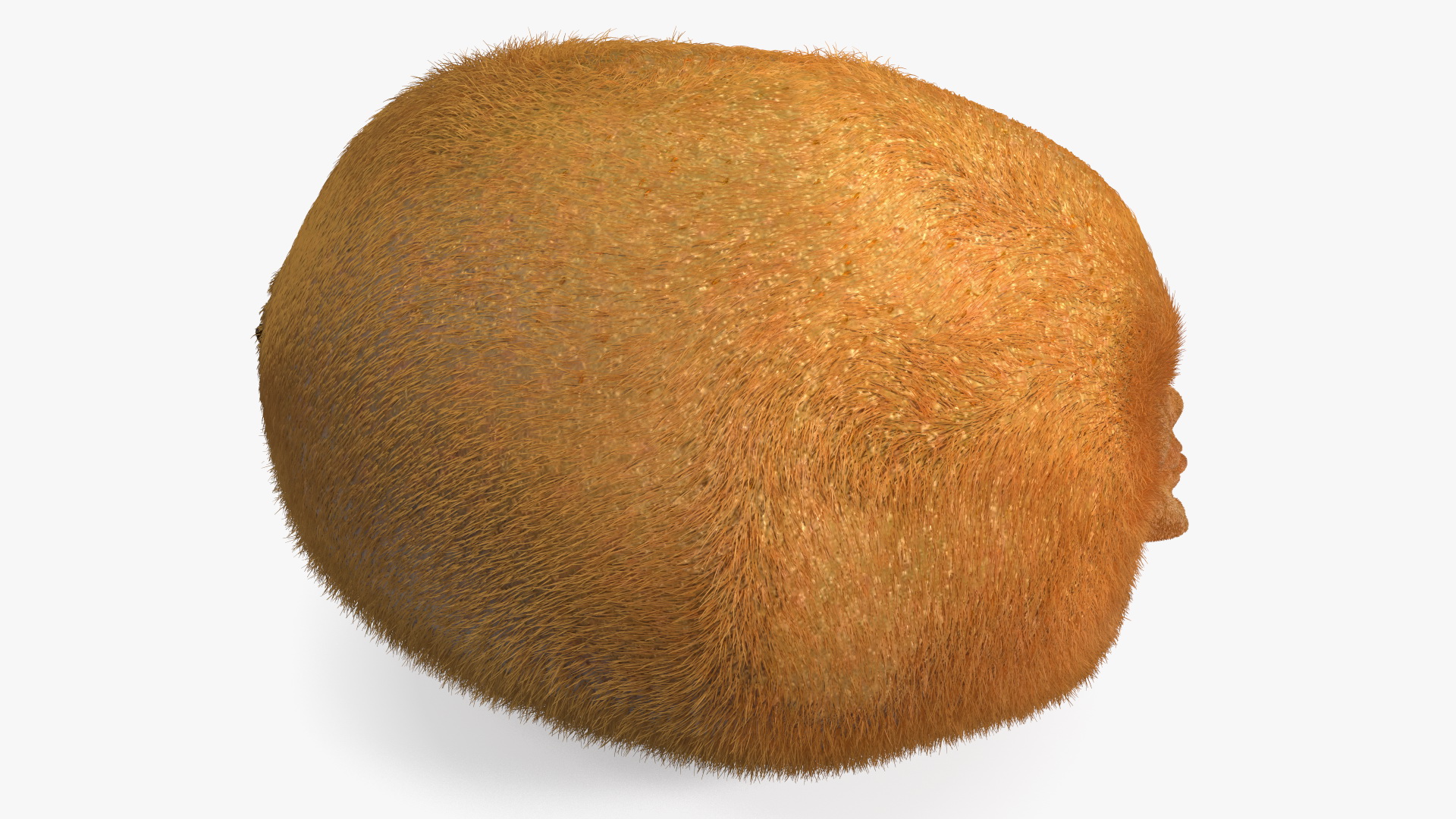3D Kiwi with Fur model