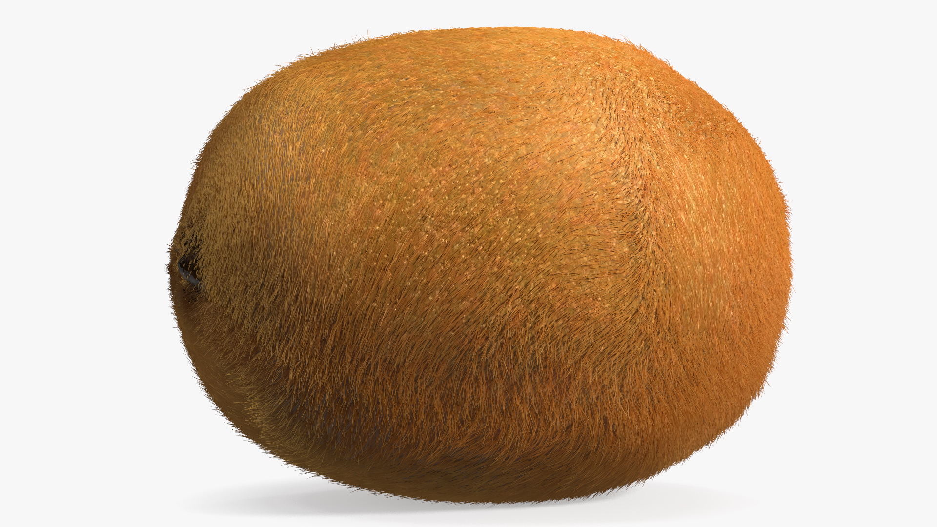 3D Kiwi with Fur model