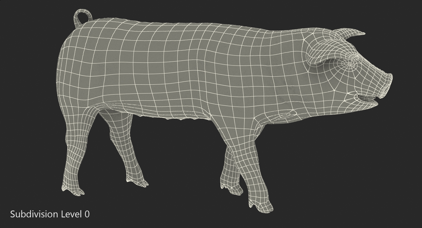 Pig Piglet Pietrain Walking Pose 3D