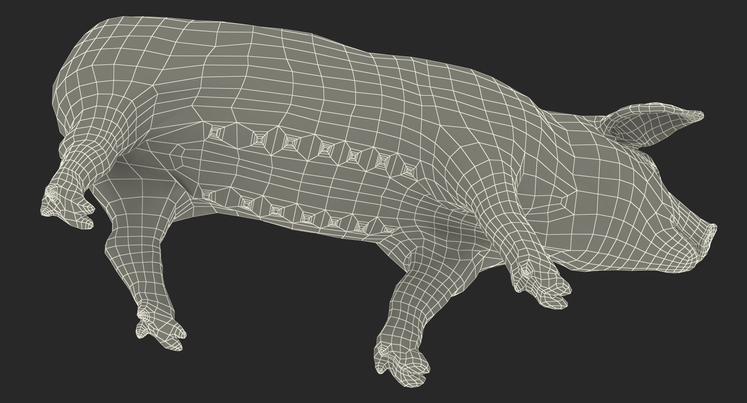 Pig Piglet Pietrain Walking Pose 3D