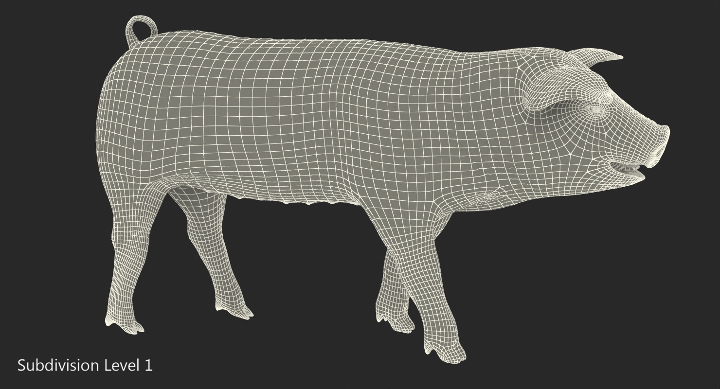 Pig Piglet Pietrain Walking Pose 3D