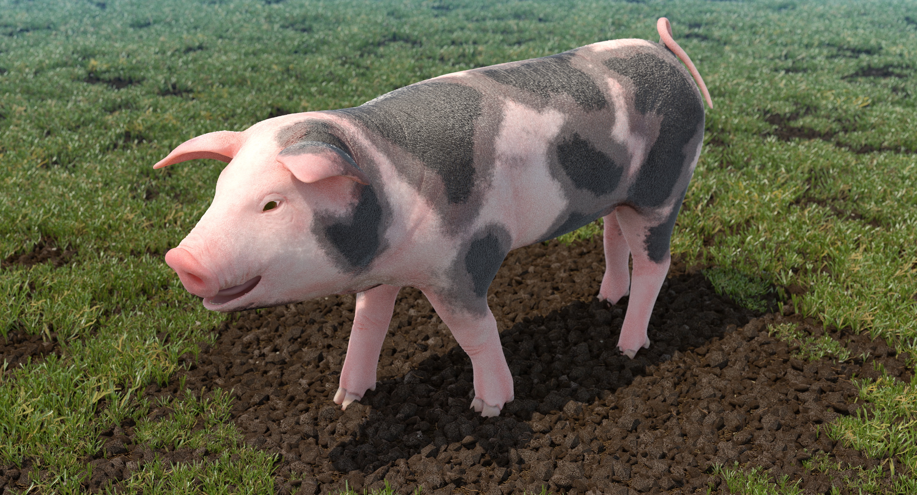 Pig Piglet Pietrain Walking Pose 3D