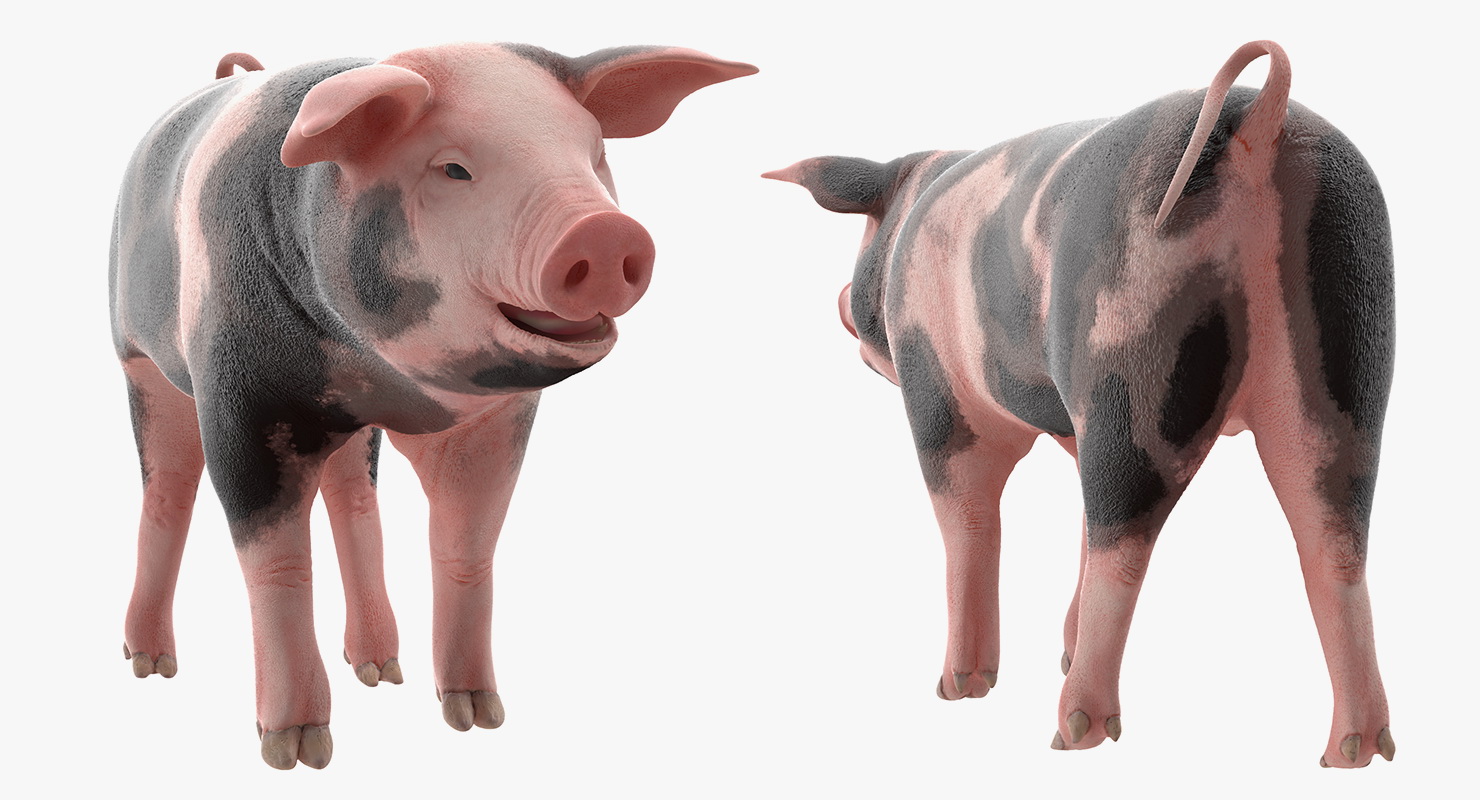 Pig Piglet Pietrain Walking Pose 3D