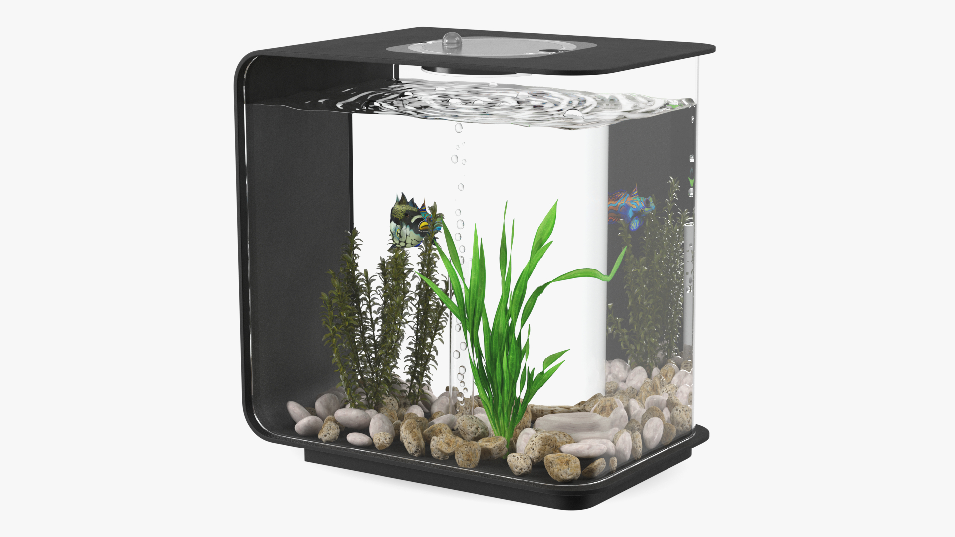 3D Designer Rectangle Aquarium Black with Fish model