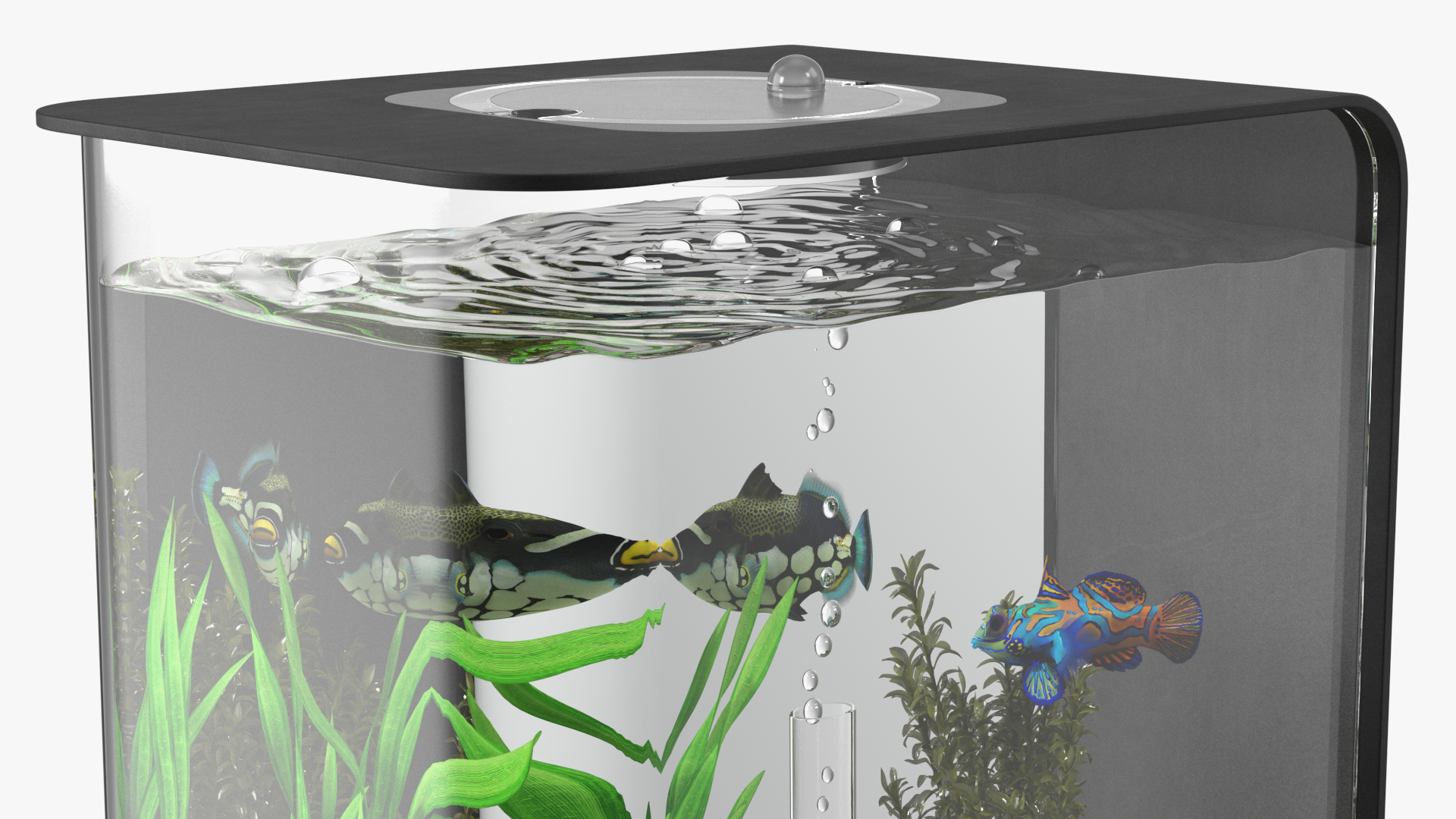 3D Designer Rectangle Aquarium Black with Fish model