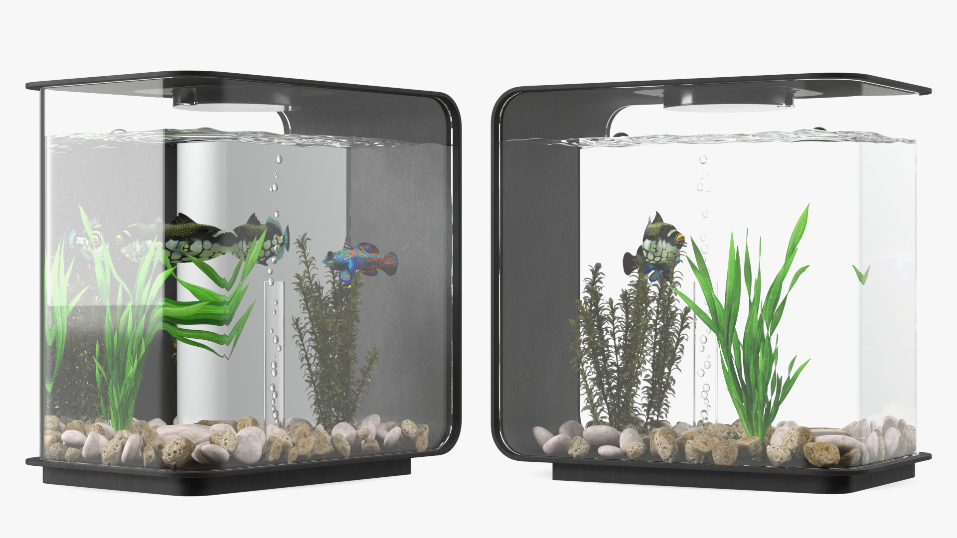 3D Designer Rectangle Aquarium Black with Fish model