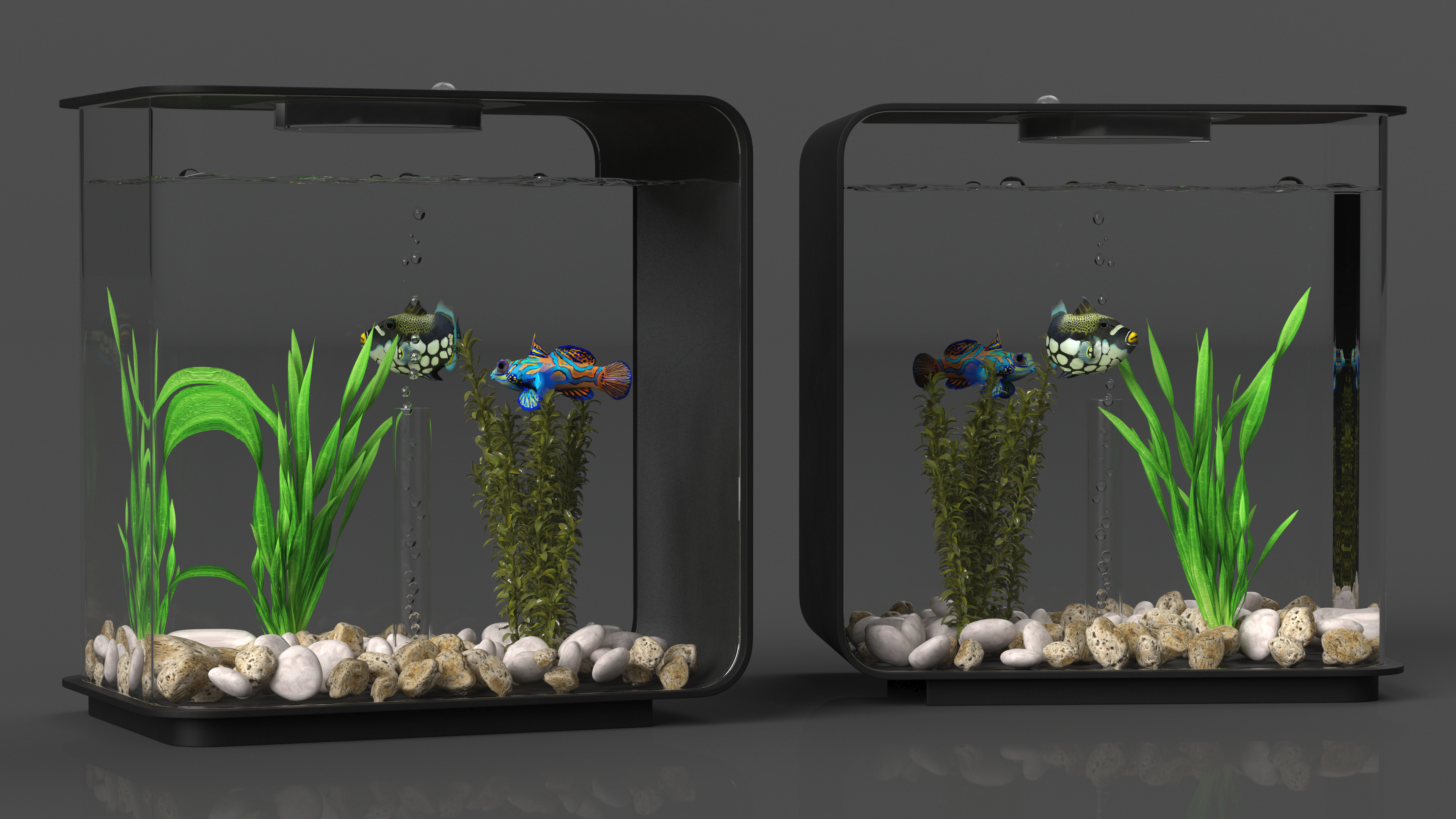 3D Designer Rectangle Aquarium Black with Fish model