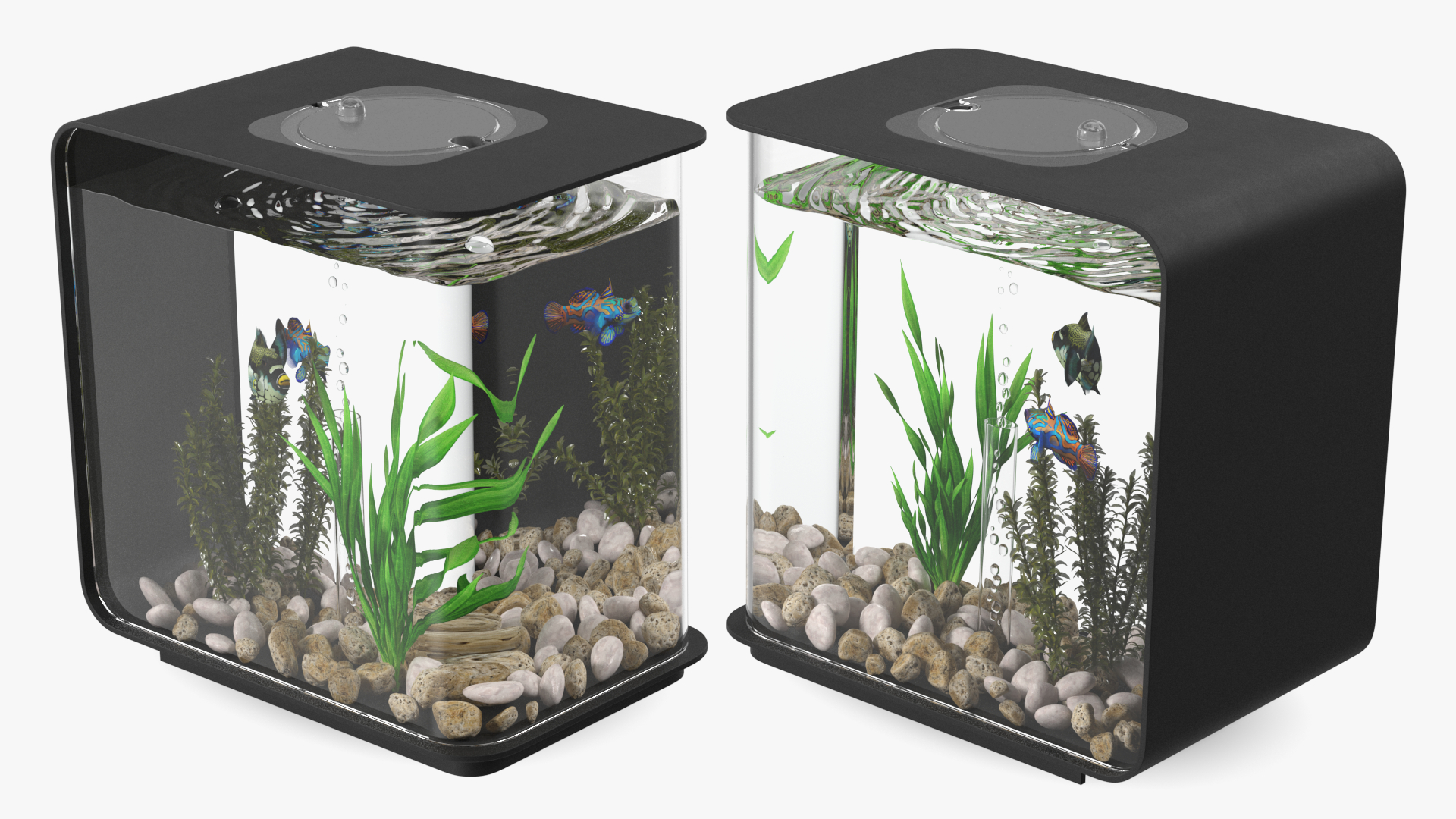 3D Designer Rectangle Aquarium Black with Fish model