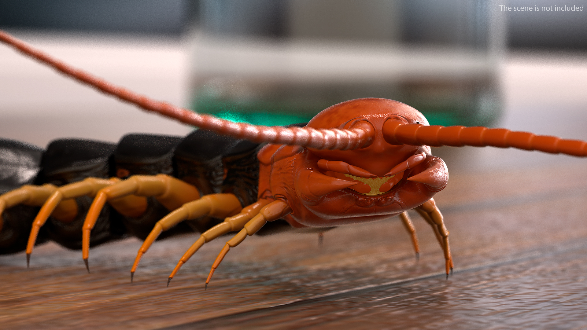 Giant Desert Centipede Scolopendra Heros Crawling 3D model
