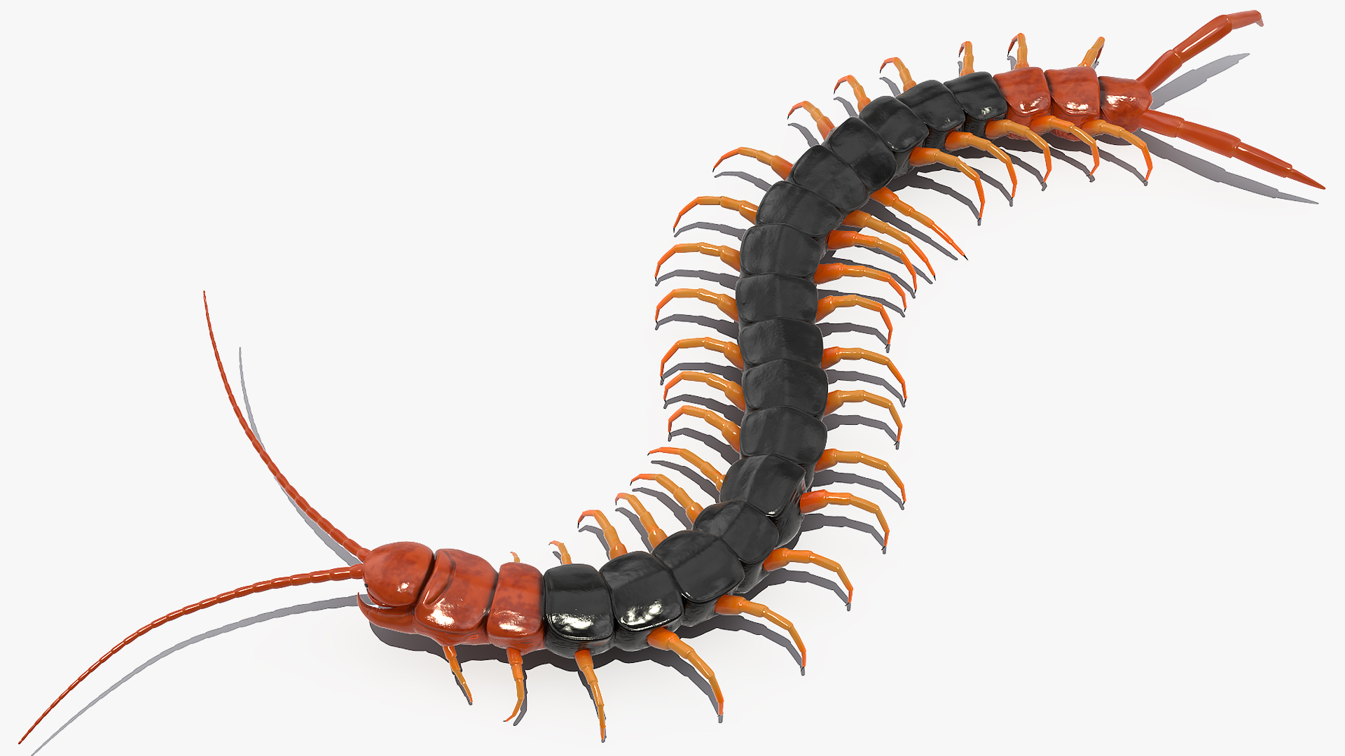 Giant Desert Centipede Scolopendra Heros Crawling 3D model