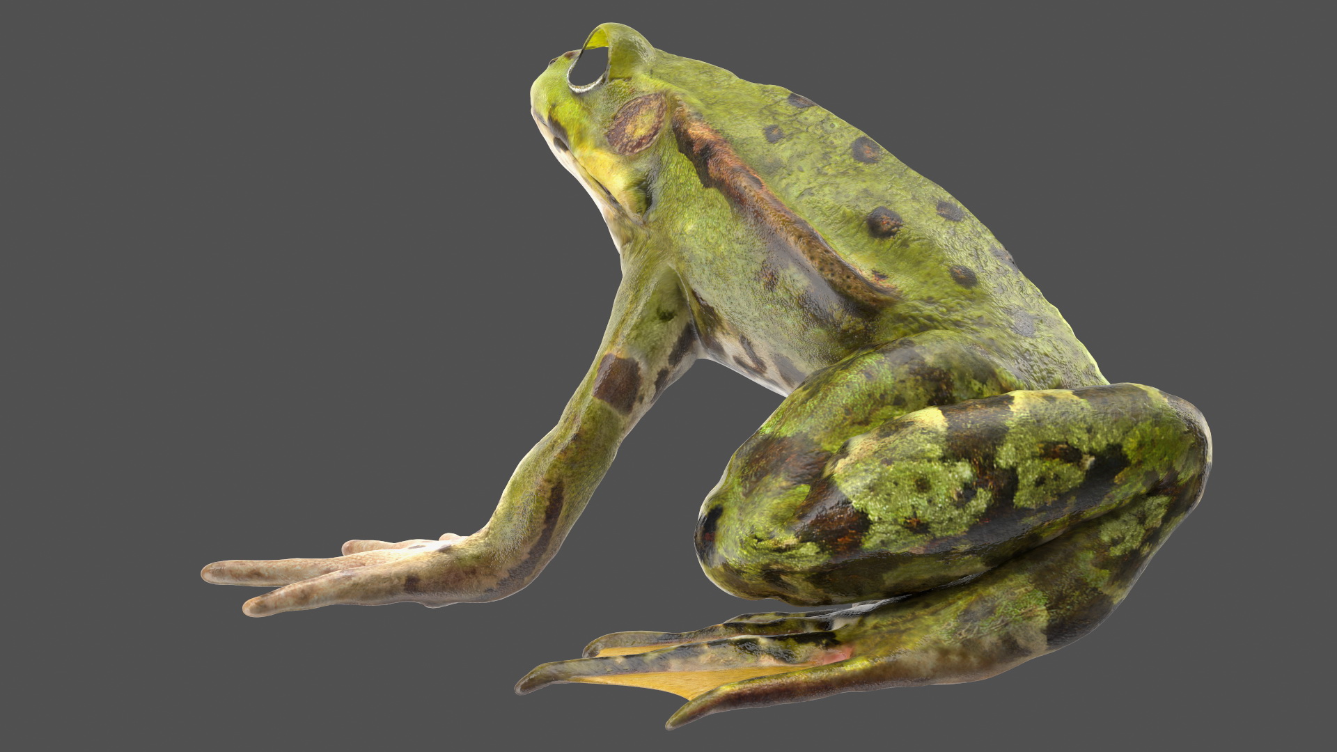 3D model Frog Anatomy Left Side Colored