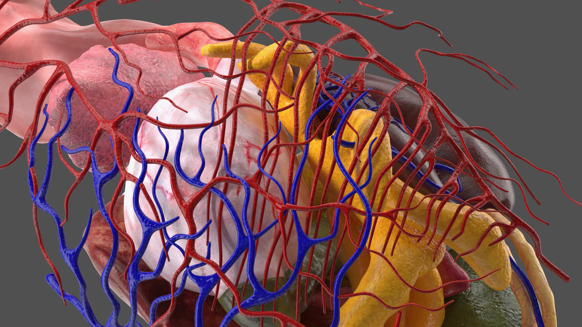 3D model Frog Anatomy Left Side Colored