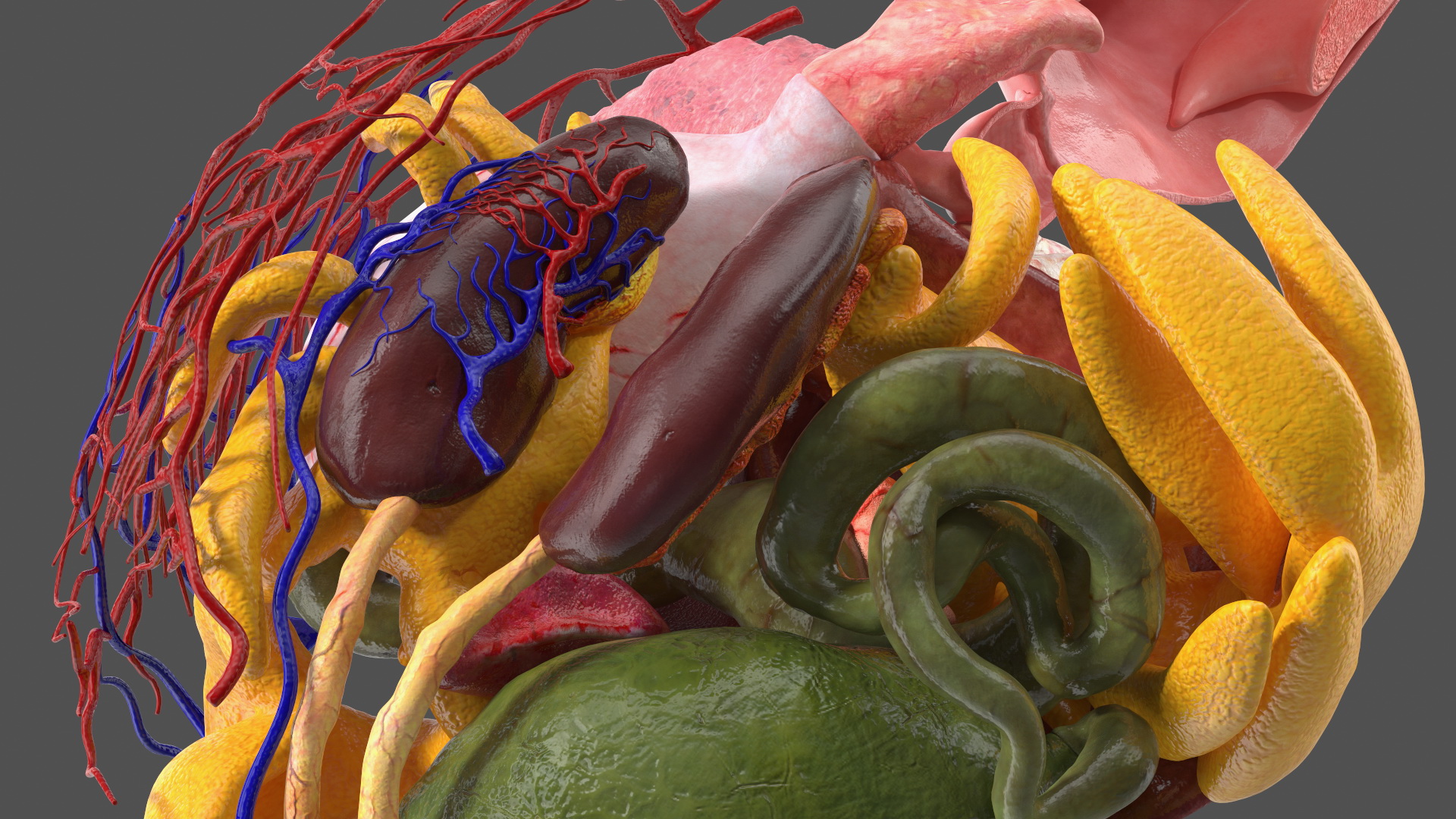 3D model Frog Anatomy Left Side Colored