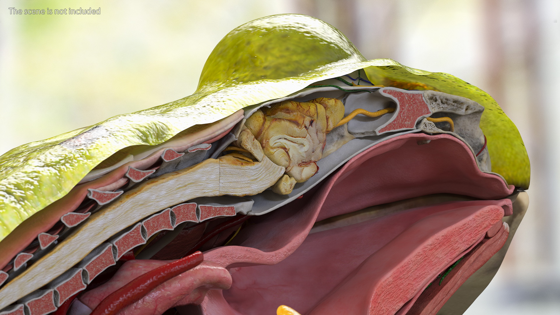 3D model Frog Anatomy Left Side Colored