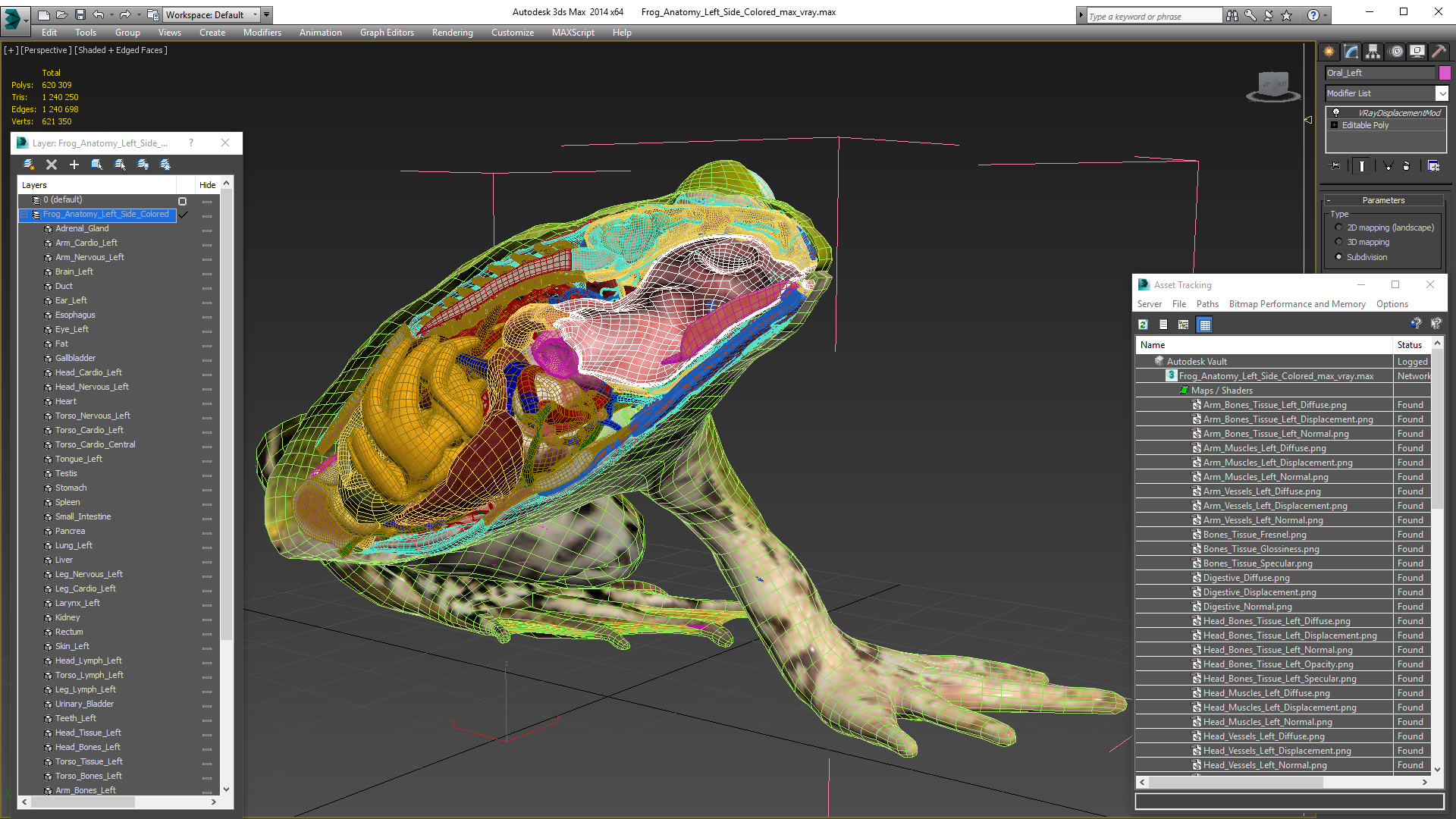 3D model Frog Anatomy Left Side Colored