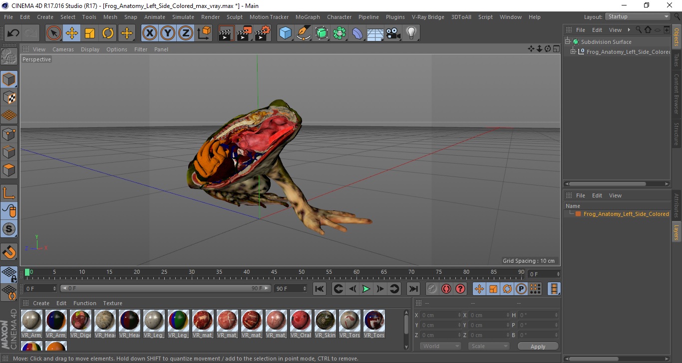 3D model Frog Anatomy Left Side Colored