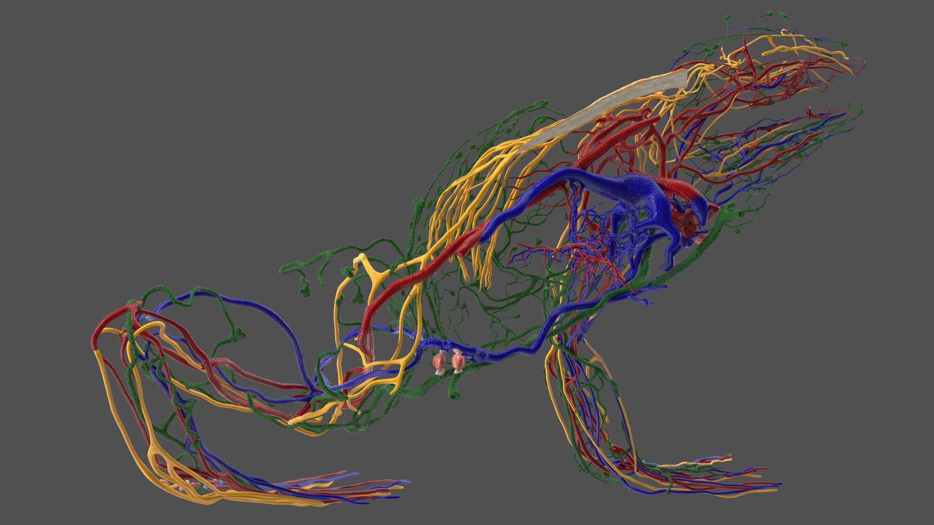 3D model Frog Anatomy Left Side Colored