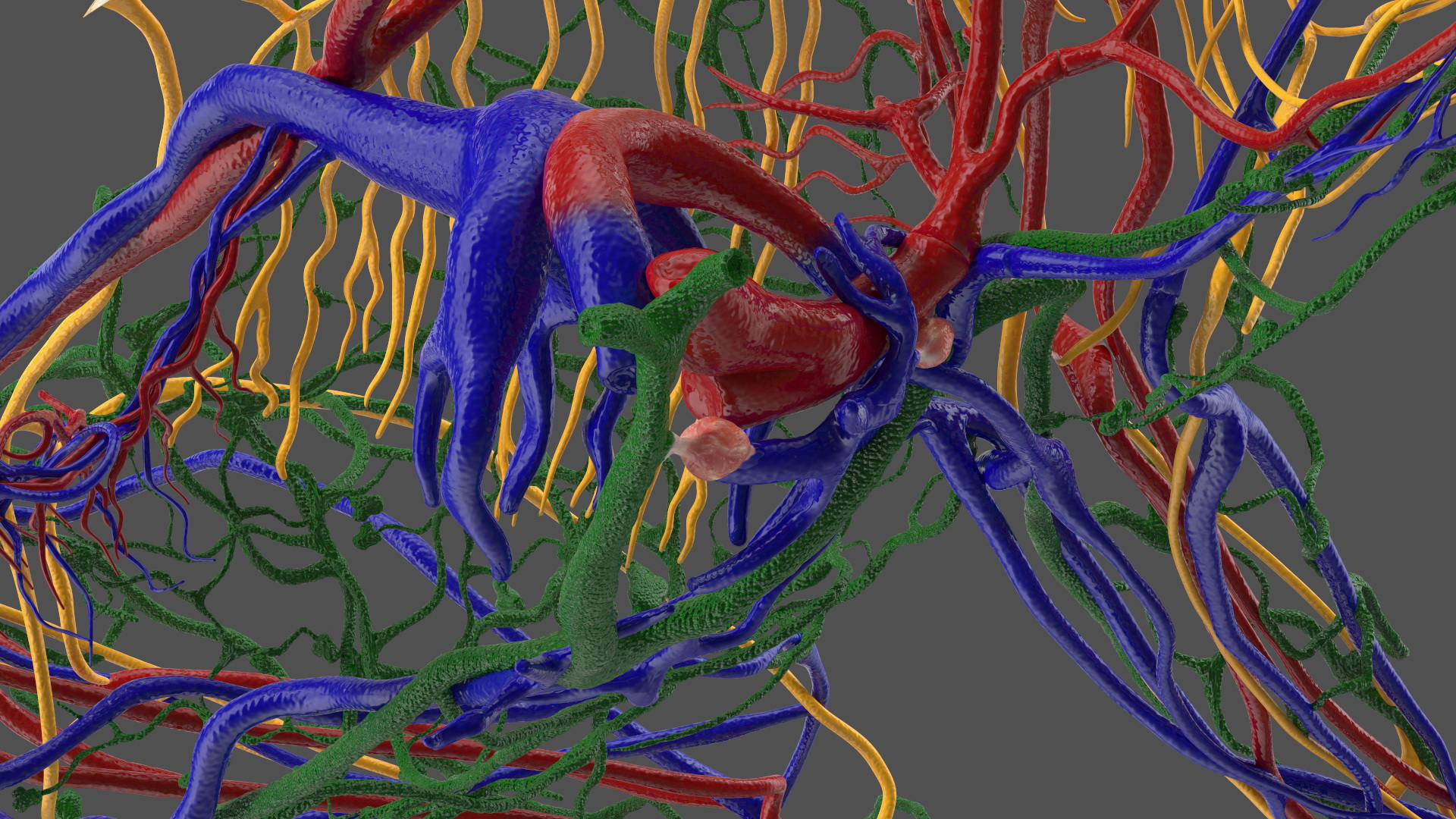 3D model Frog Anatomy Left Side Colored