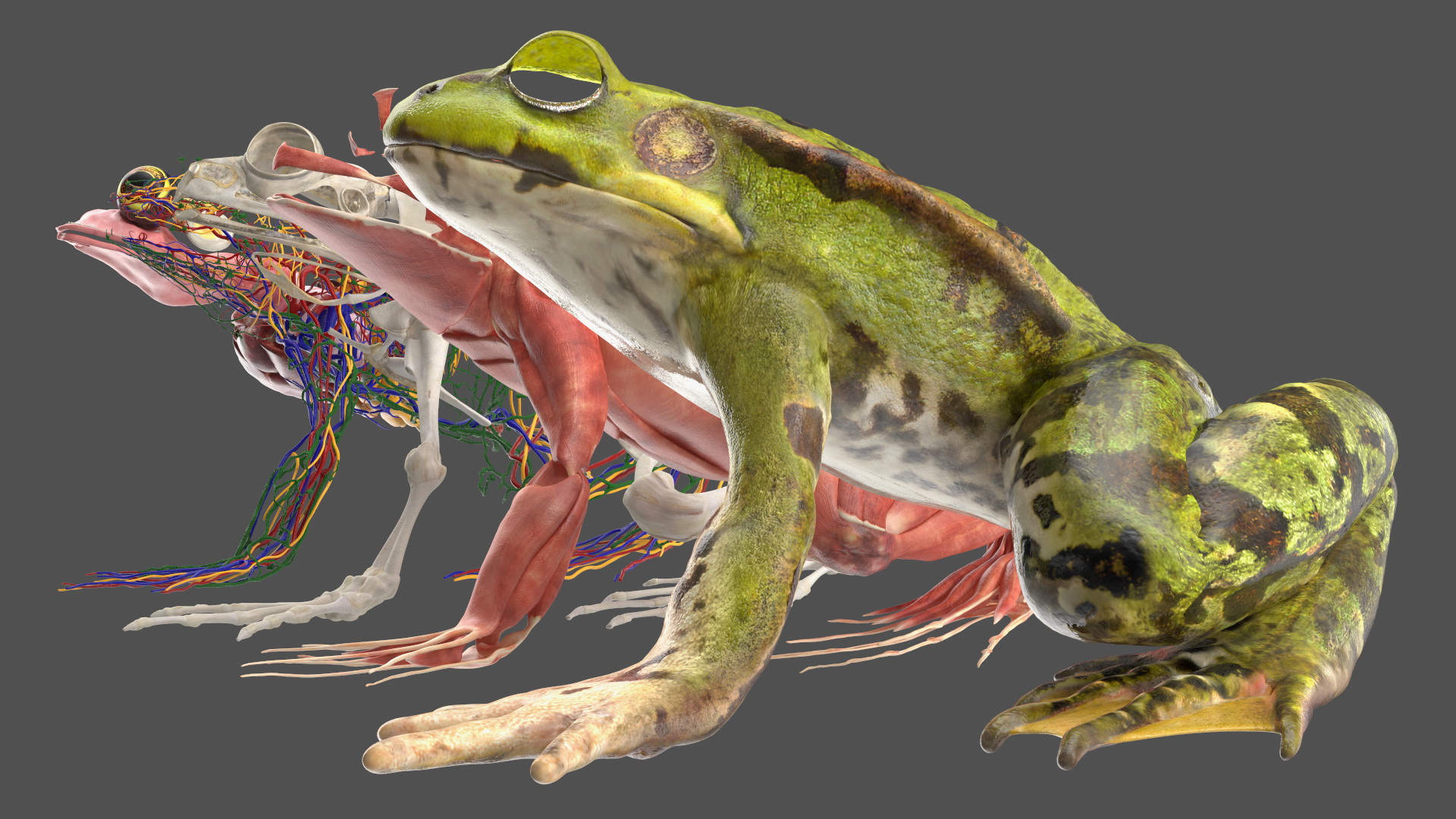 3D model Frog Anatomy Left Side Colored