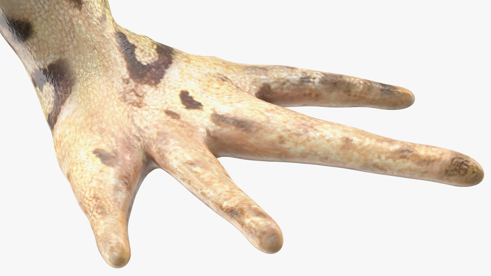 3D model Frog Anatomy Left Side Colored