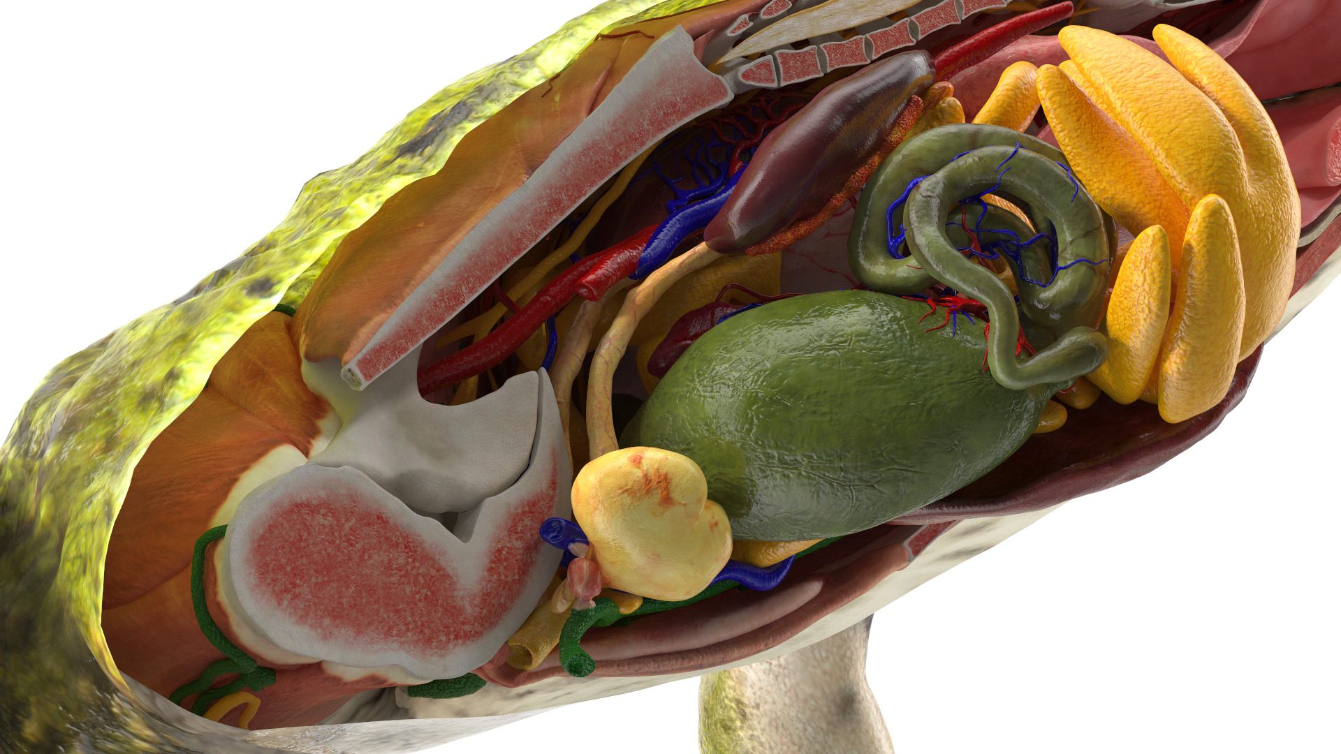 3D model Frog Anatomy Left Side Colored