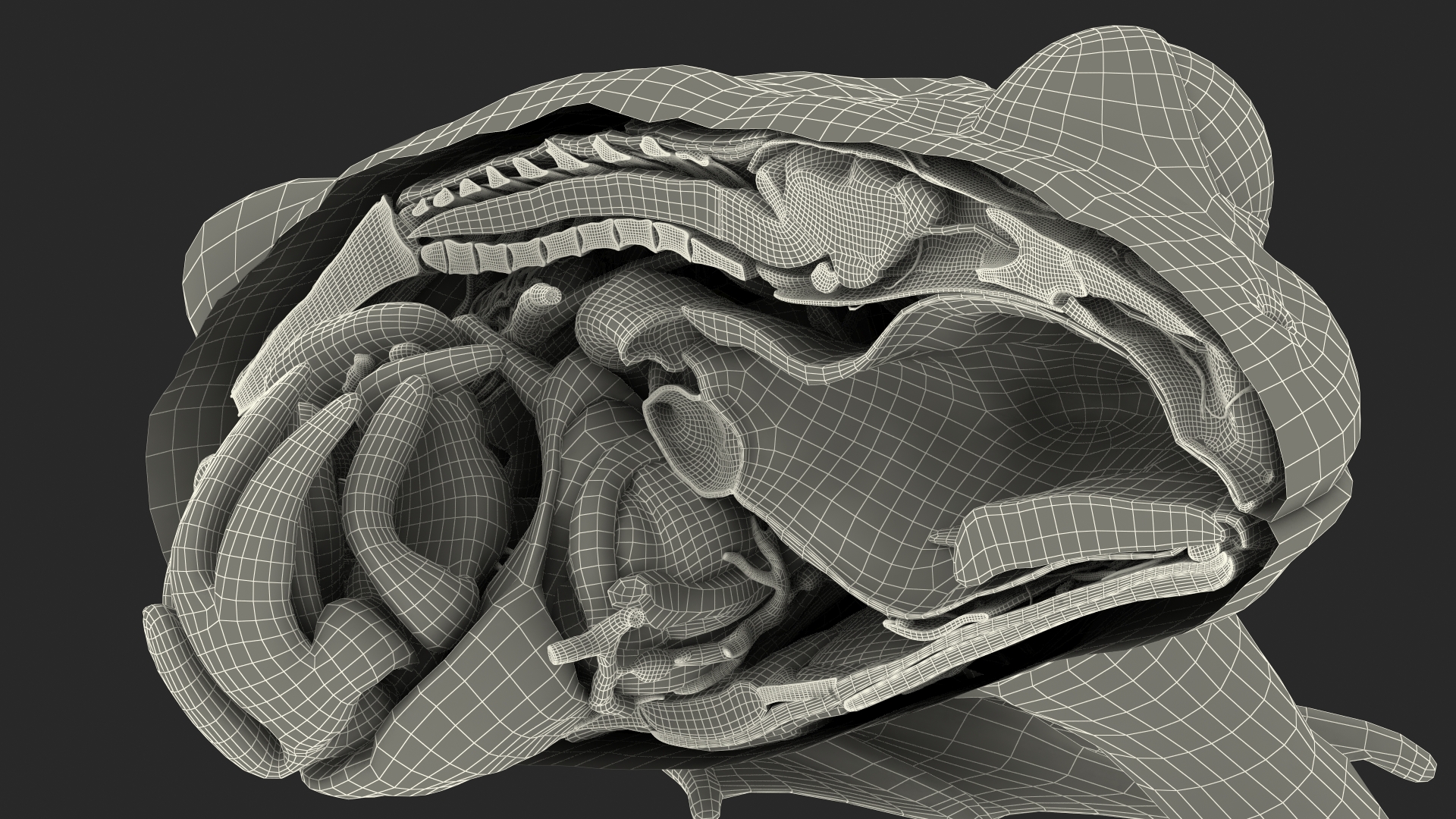 3D model Frog Anatomy Left Side Colored