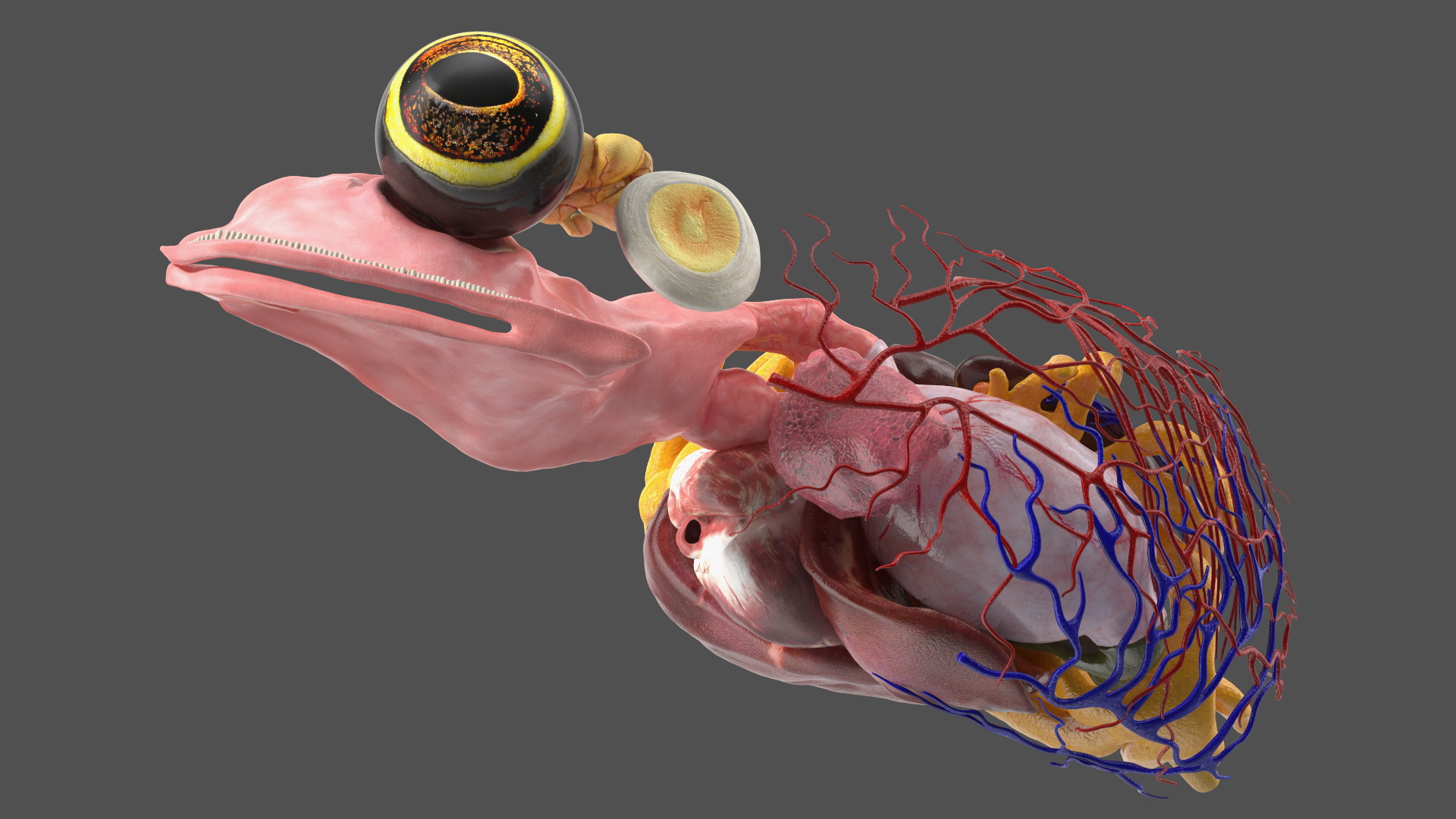 3D model Frog Anatomy Left Side Colored