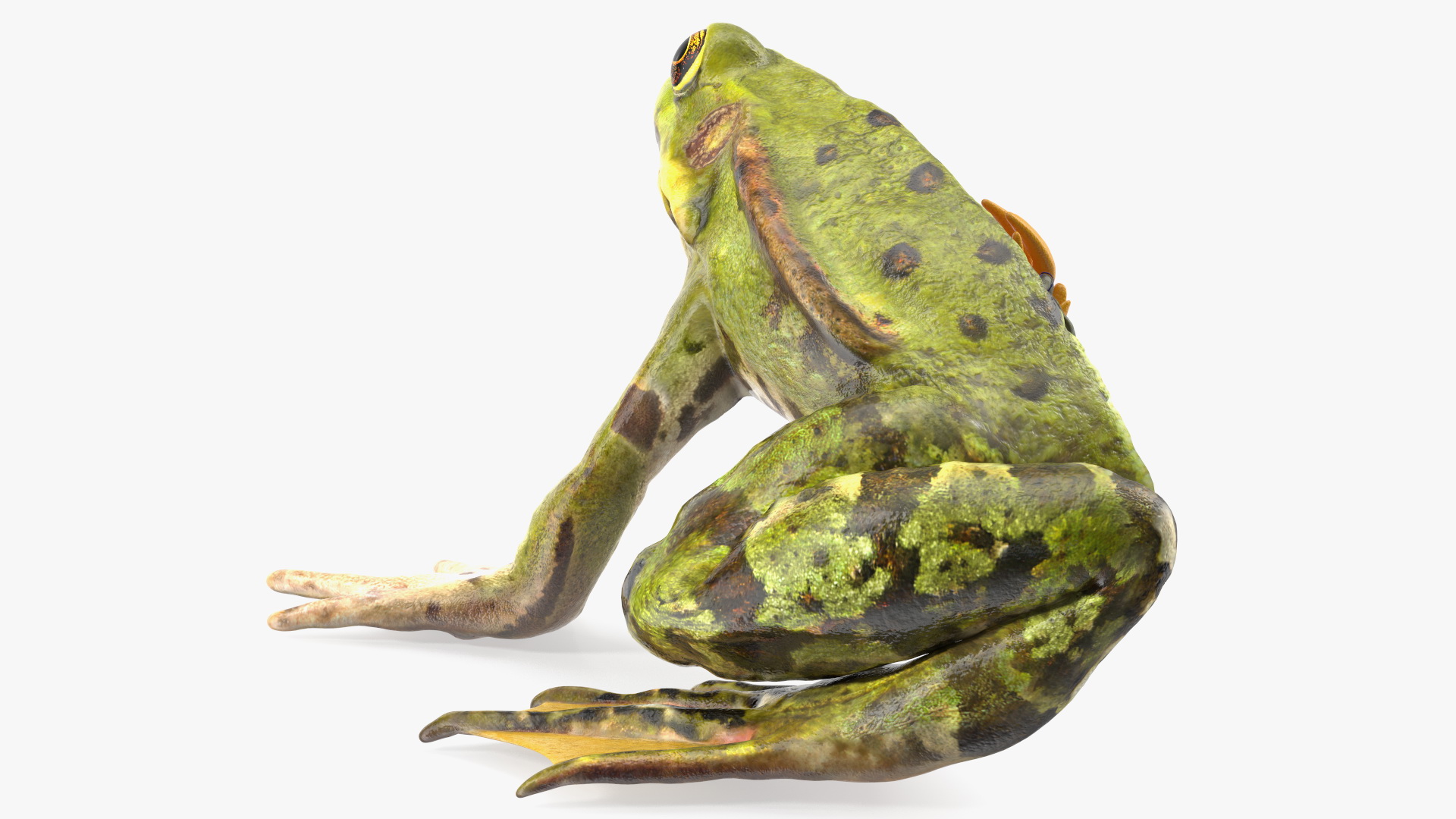 3D model Frog Anatomy Left Side Colored