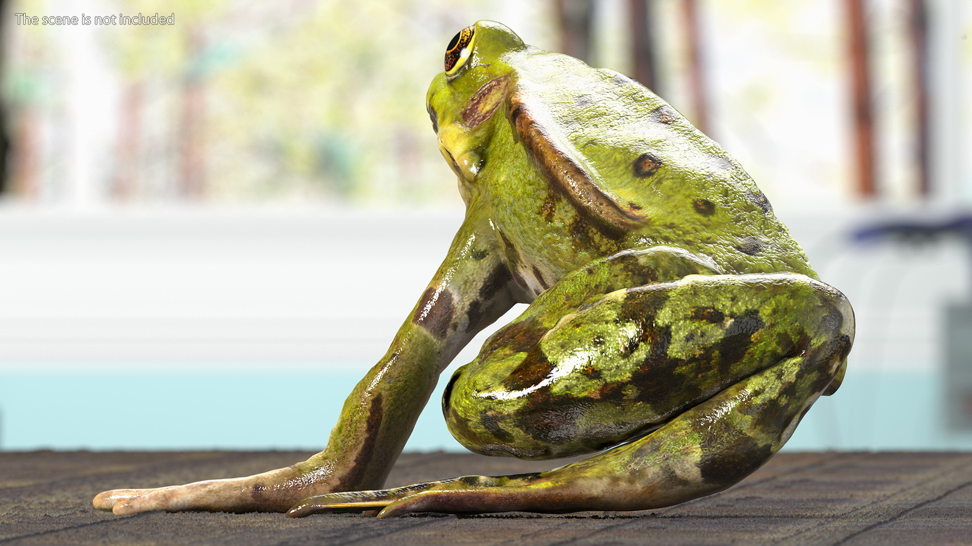 3D model Frog Anatomy Left Side Colored