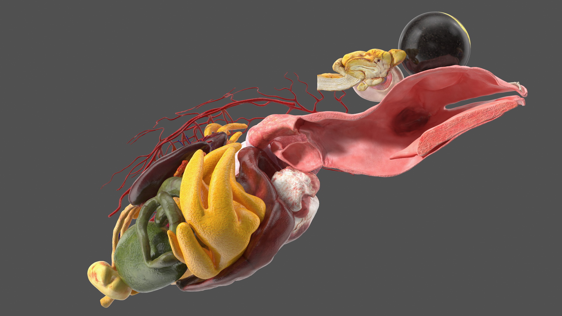 3D model Frog Anatomy Left Side Colored
