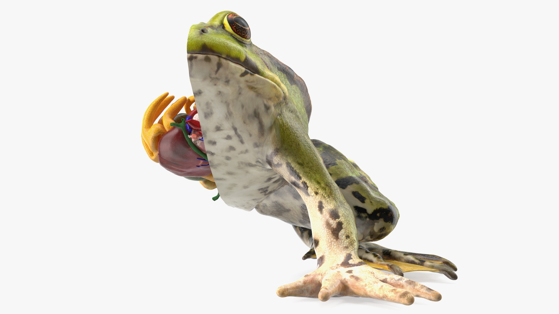 3D model Frog Anatomy Left Side Colored