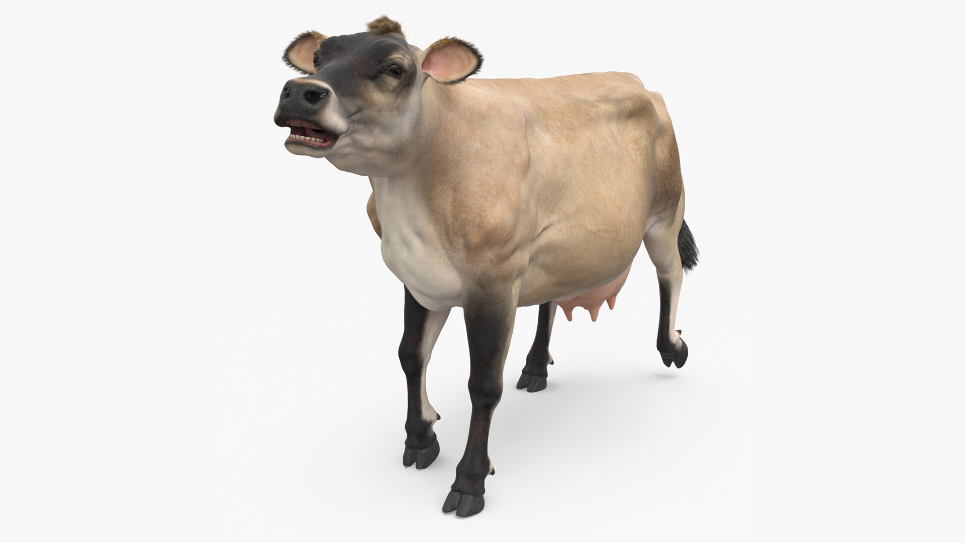 3D model Cream Cow Fur Rigged