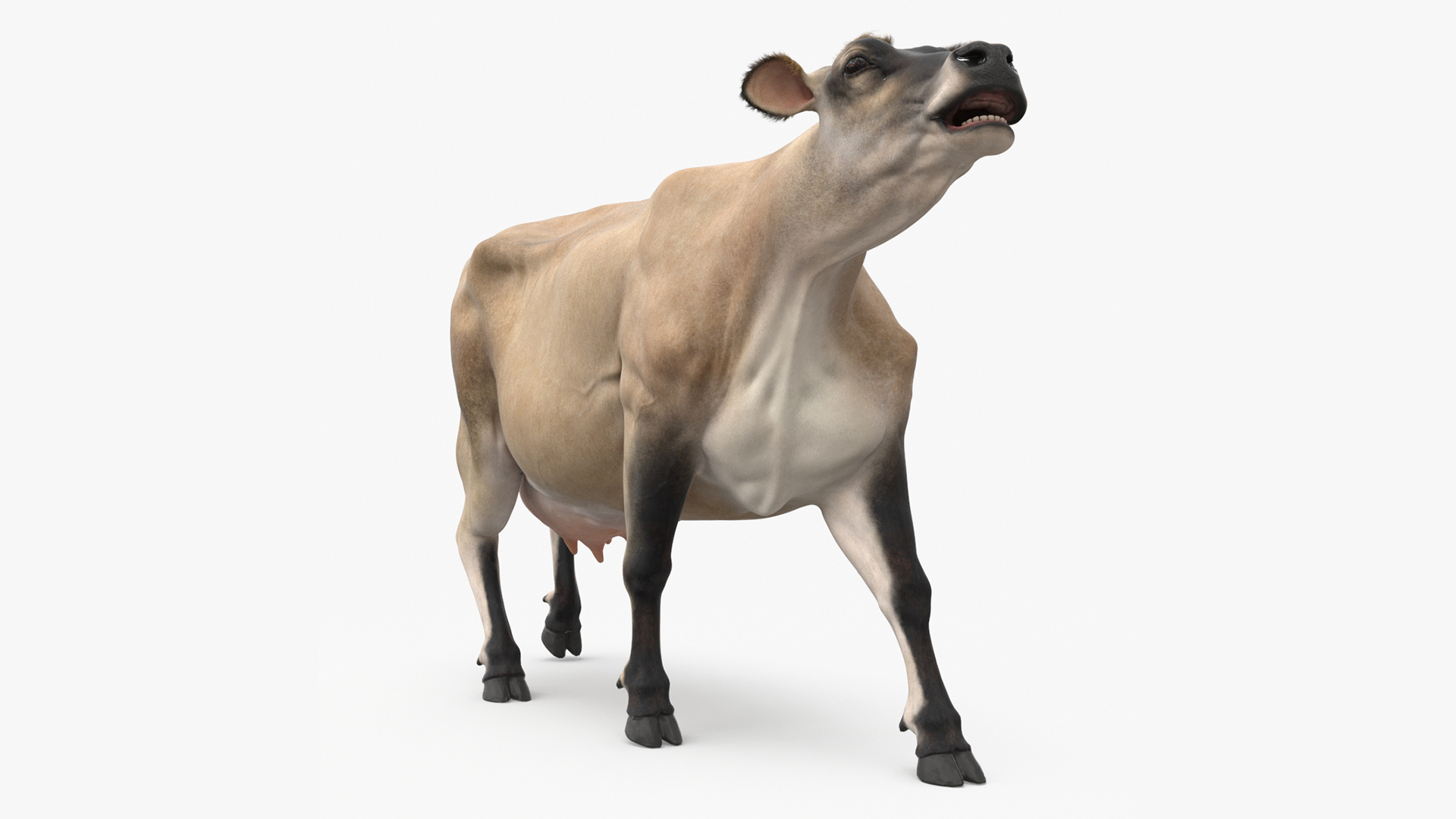 3D model Cream Cow Fur Rigged