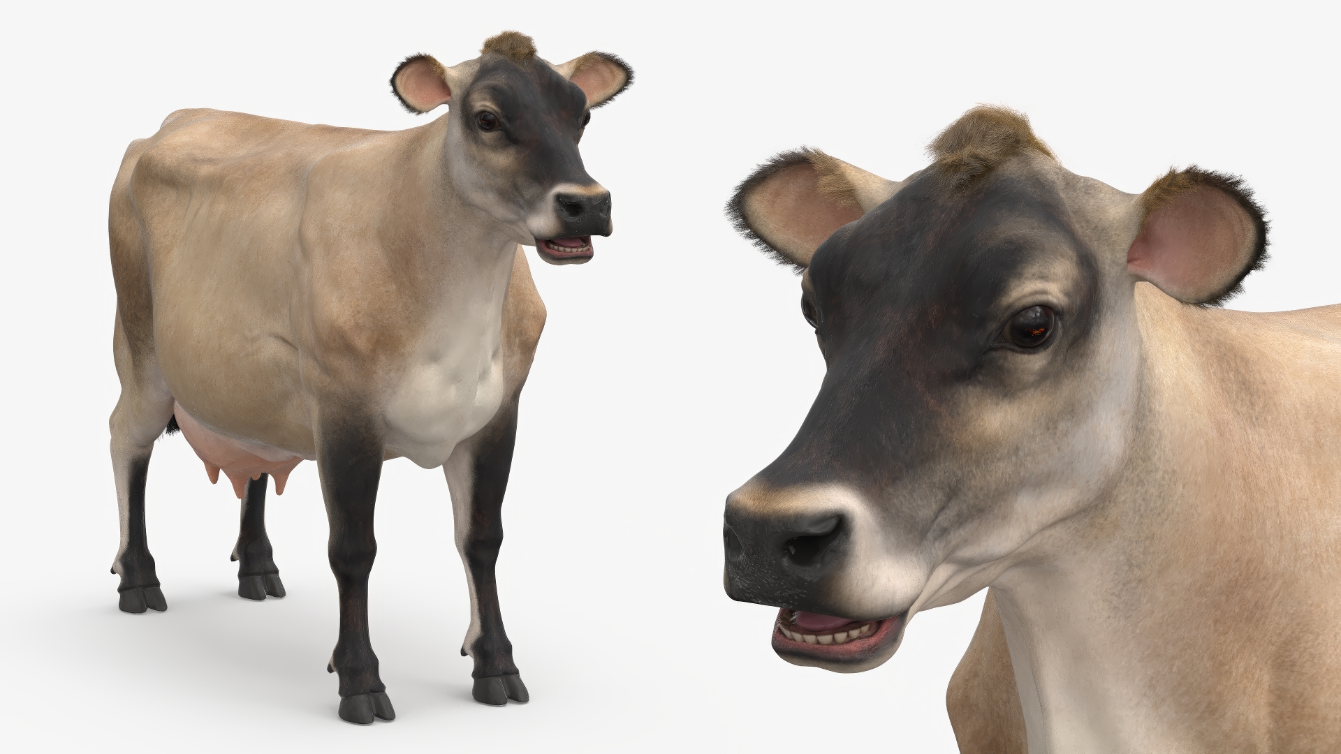 3D model Cream Cow Fur Rigged