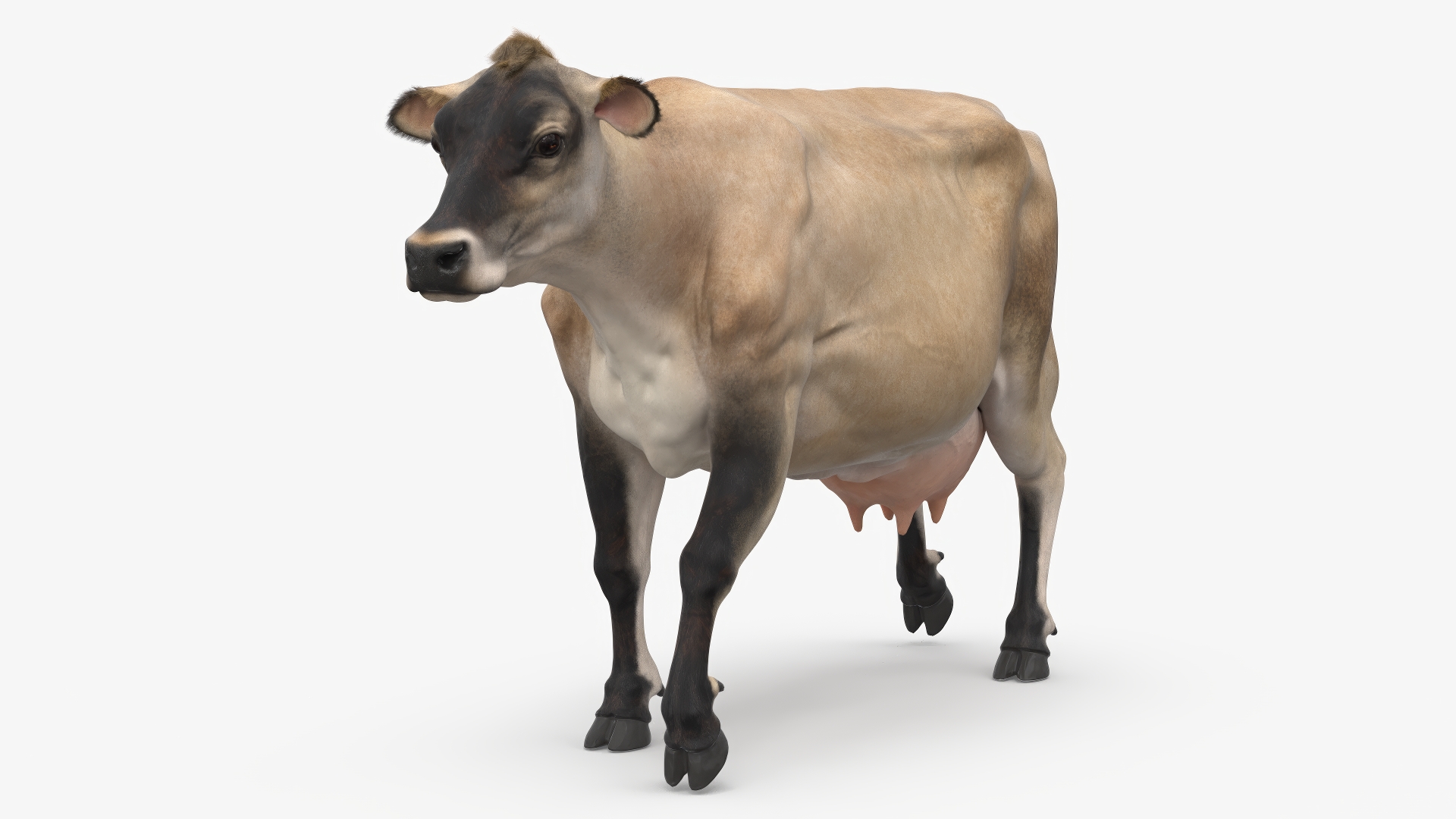 3D model Cream Cow Fur Rigged