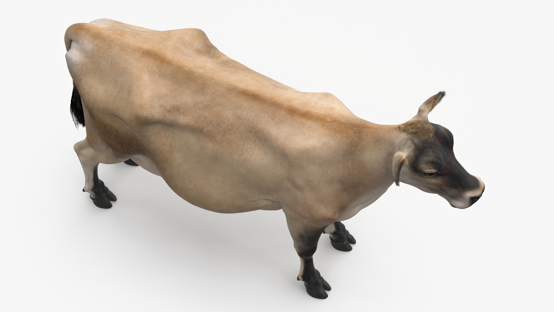 3D model Cream Cow Fur Rigged