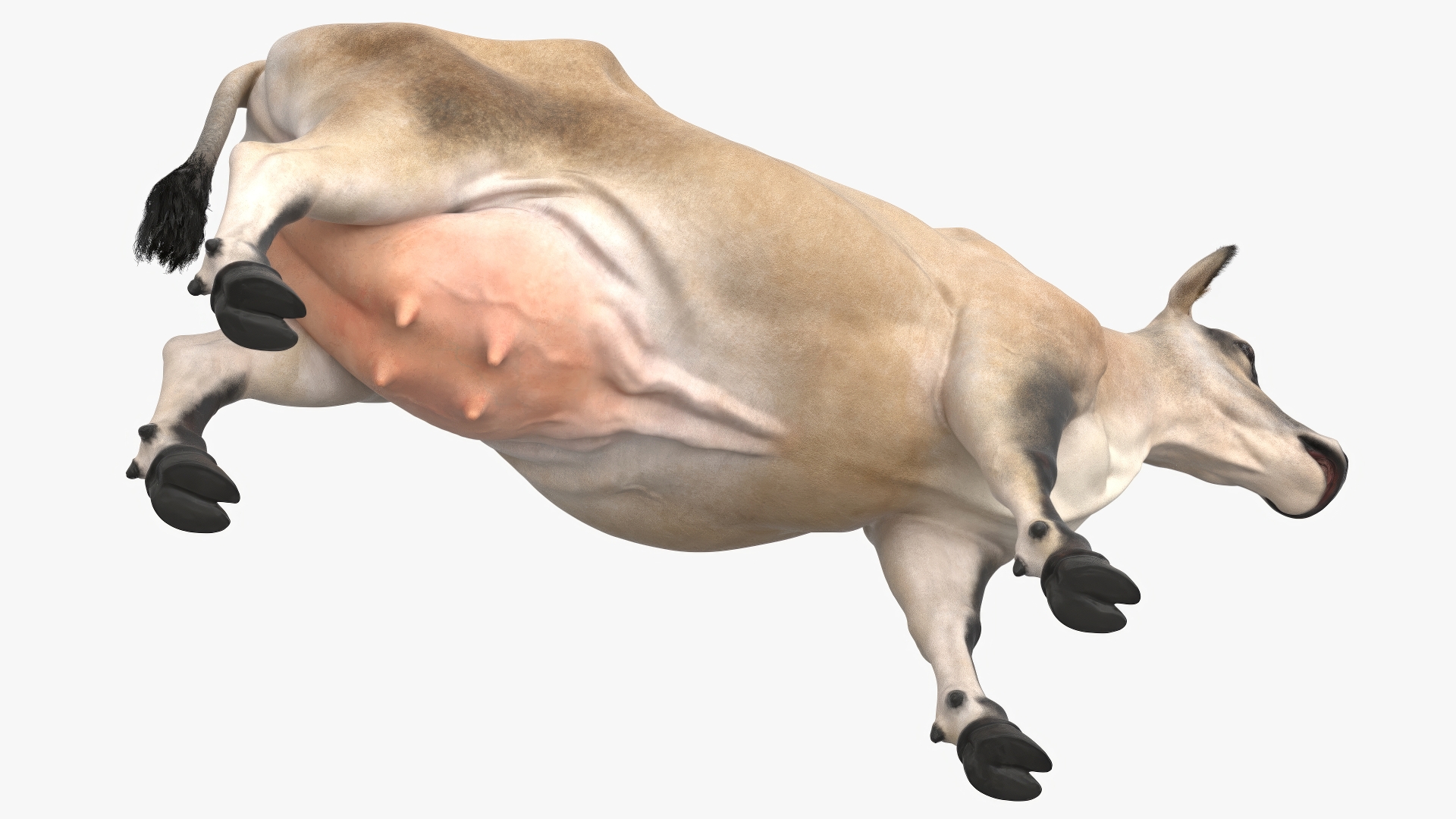 3D model Cream Cow Fur Rigged