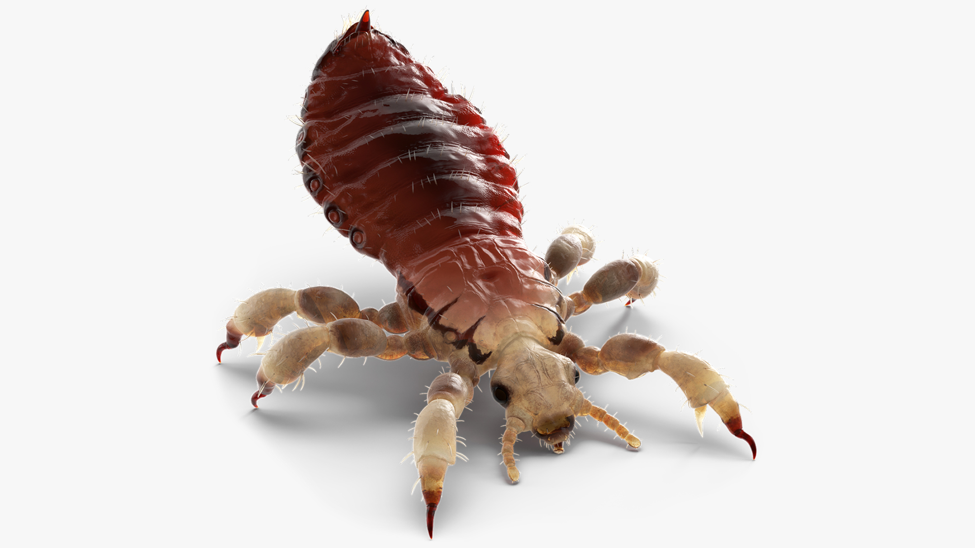 Louse with Blood Eating Pose SSS 3D