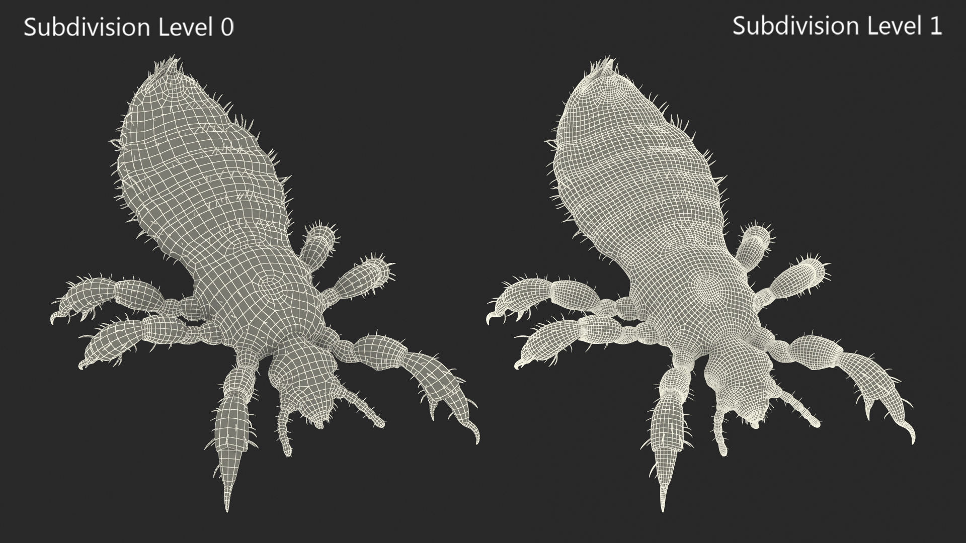 Louse with Blood Eating Pose SSS 3D
