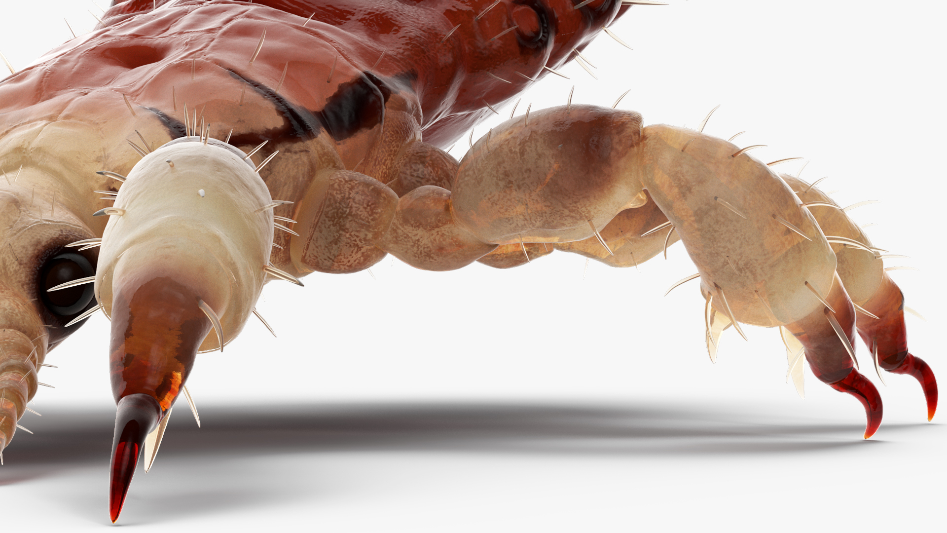 Louse with Blood Eating Pose SSS 3D